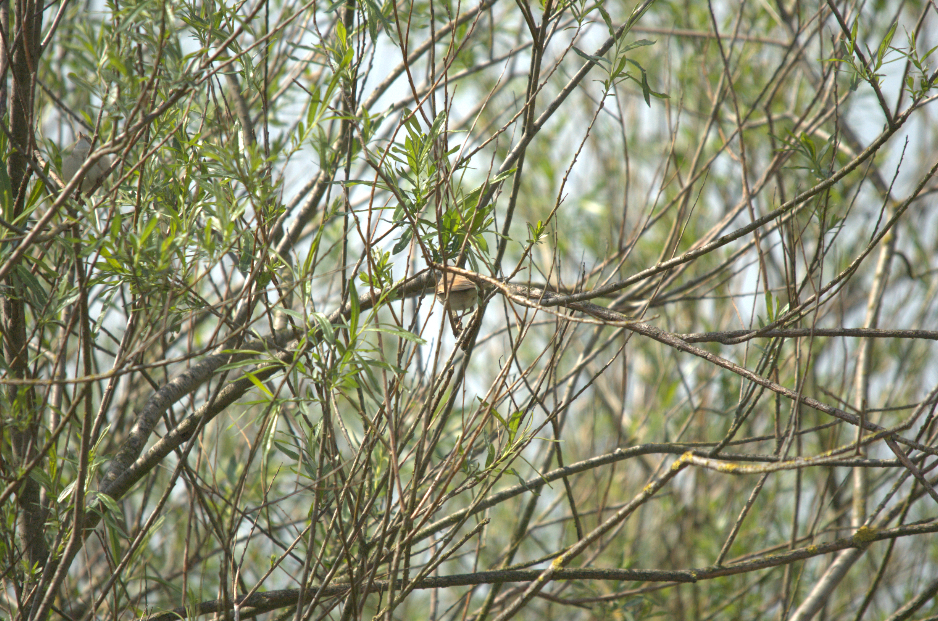 photos/wildlife/Bird_Species/154-Old_World_Warblers/7059-Common_Whitethroat/DSC_2055.jpg