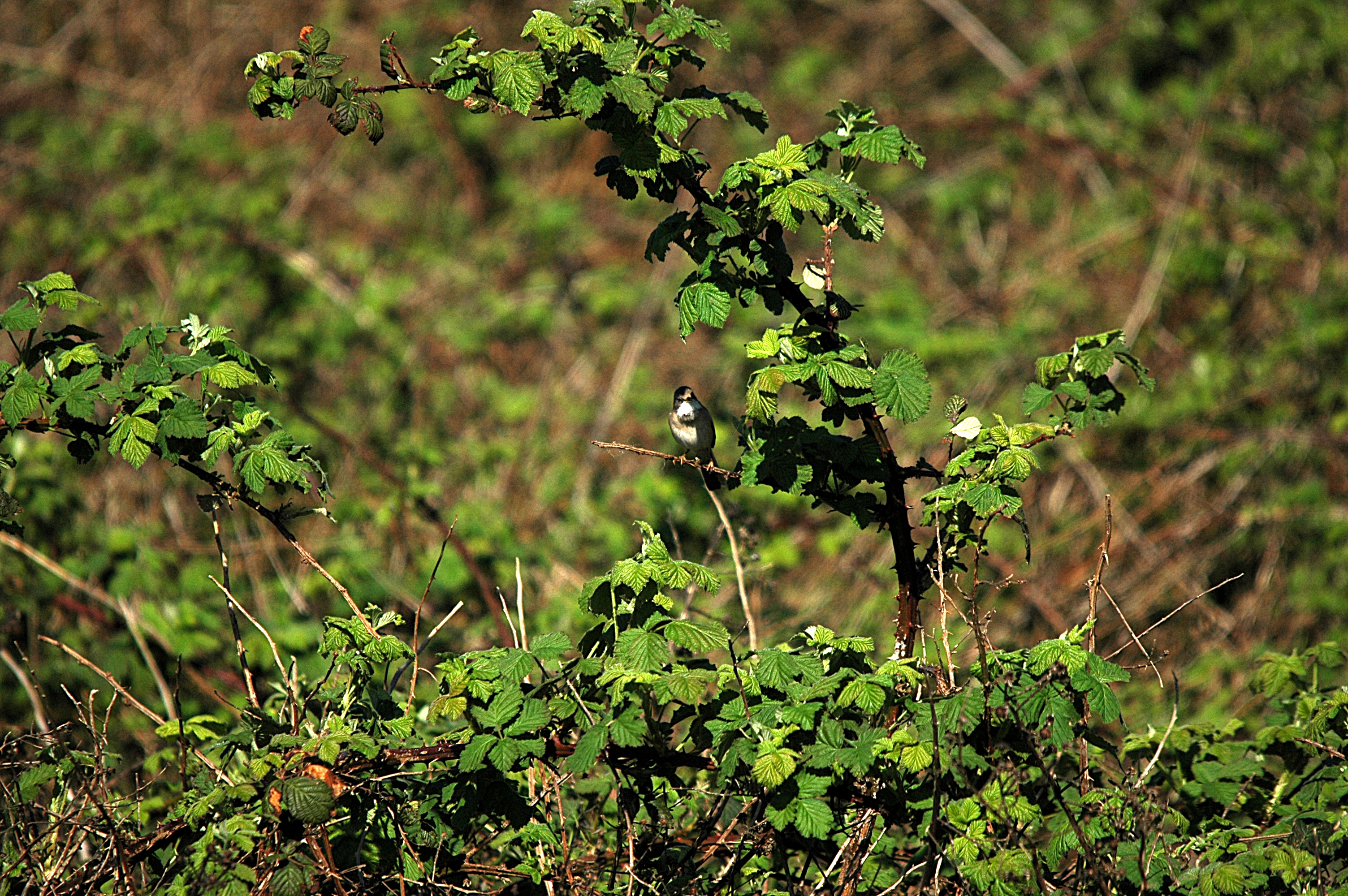 photos/wildlife/Bird_Species/154-Old_World_Warblers/7059-Common_Whitethroat/DSC_5464.JPG