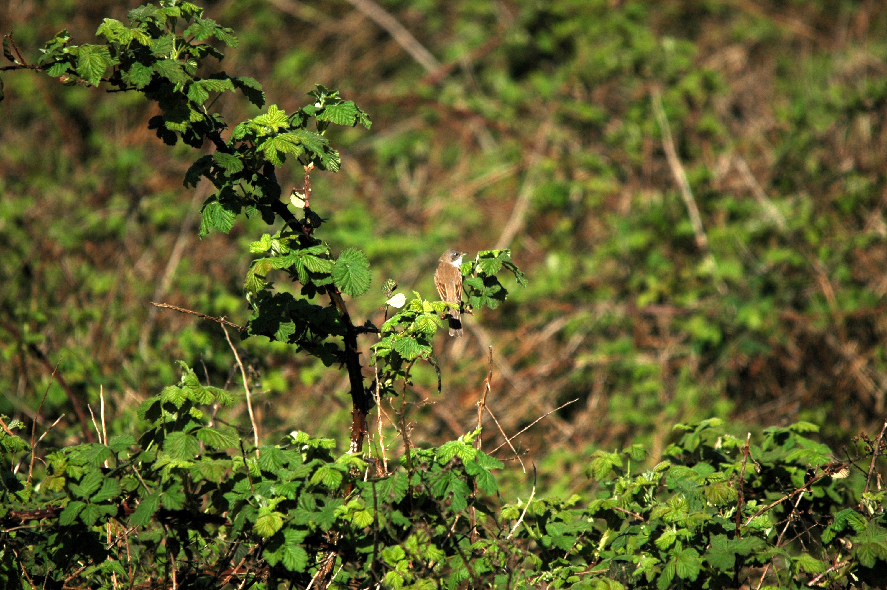 photos/wildlife/Bird_Species/154-Old_World_Warblers/7059-Common_Whitethroat/DSC_5465.JPG