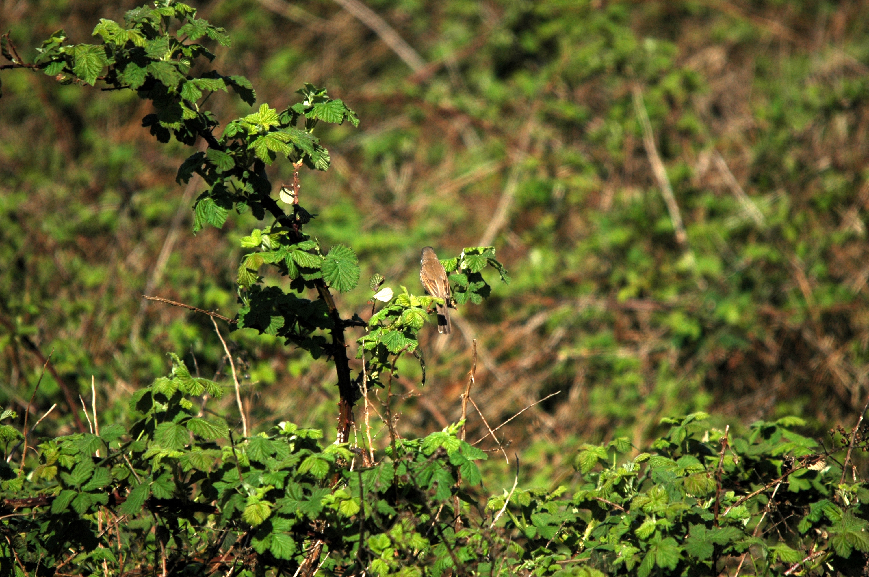 photos/wildlife/Bird_Species/154-Old_World_Warblers/7059-Common_Whitethroat/DSC_5466.JPG