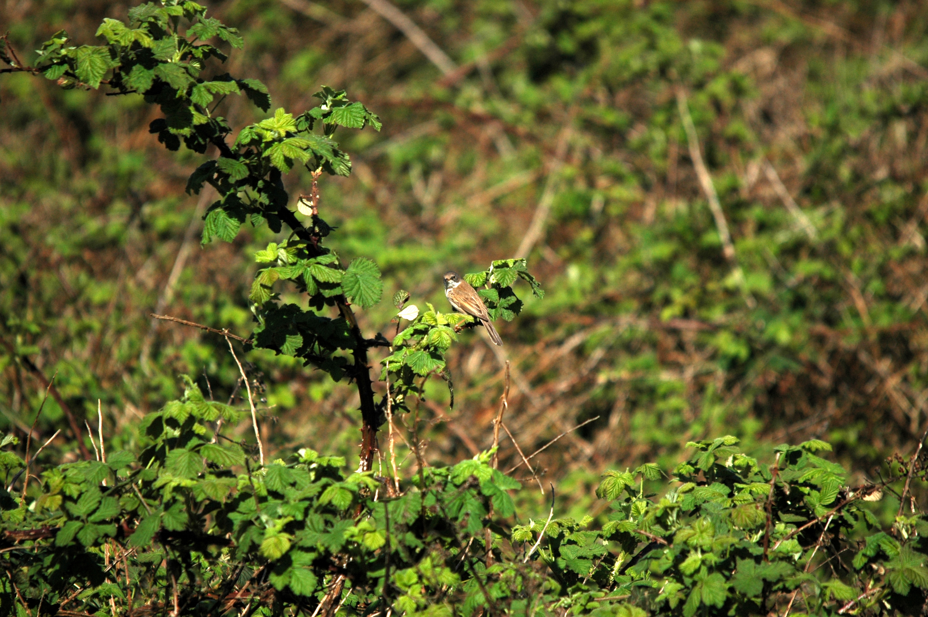 photos/wildlife/Bird_Species/154-Old_World_Warblers/7059-Common_Whitethroat/DSC_5467.JPG