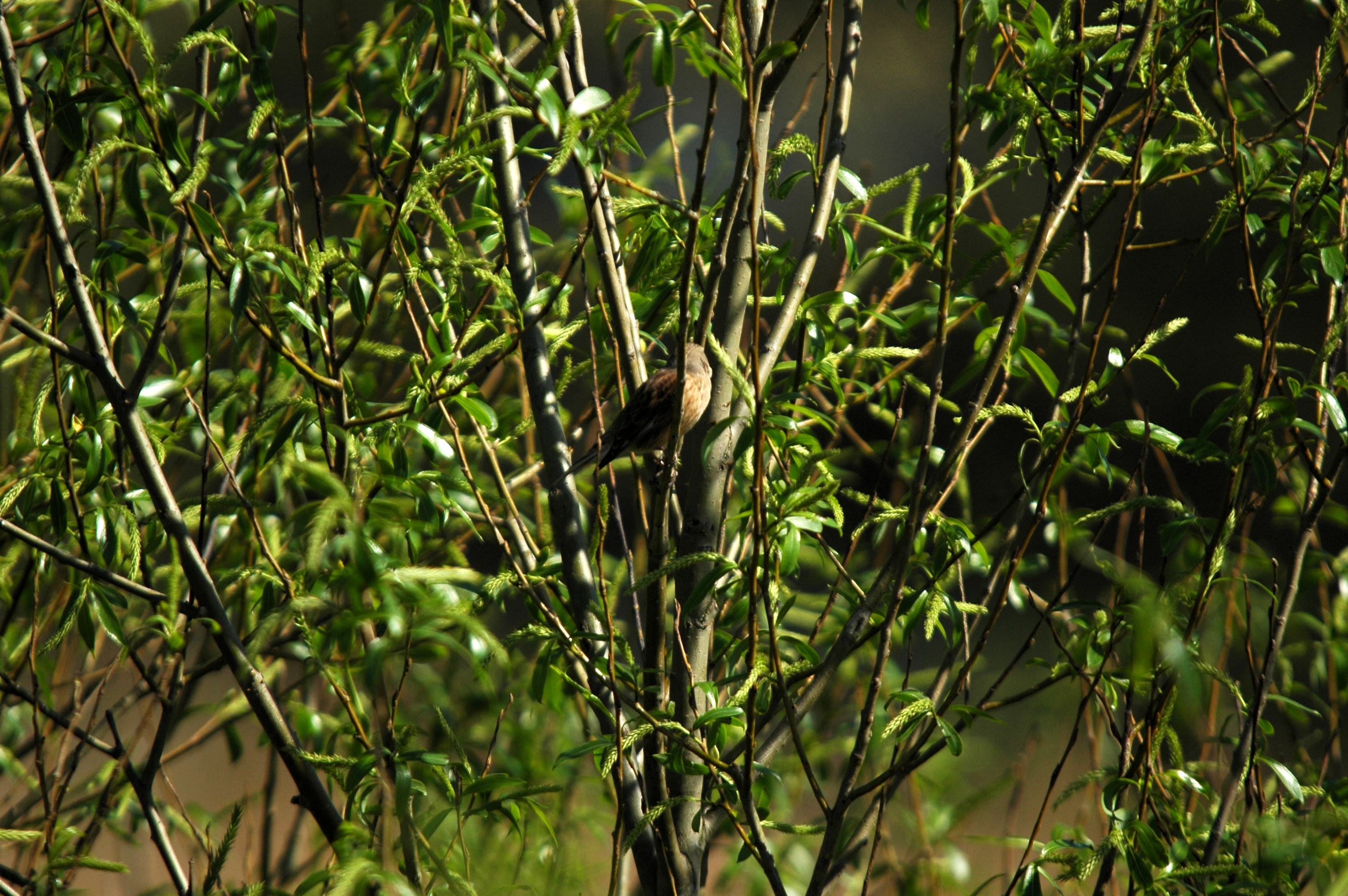 photos/wildlife/Bird_Species/154-Old_World_Warblers/7059-Common_Whitethroat/DSC_5471.JPG