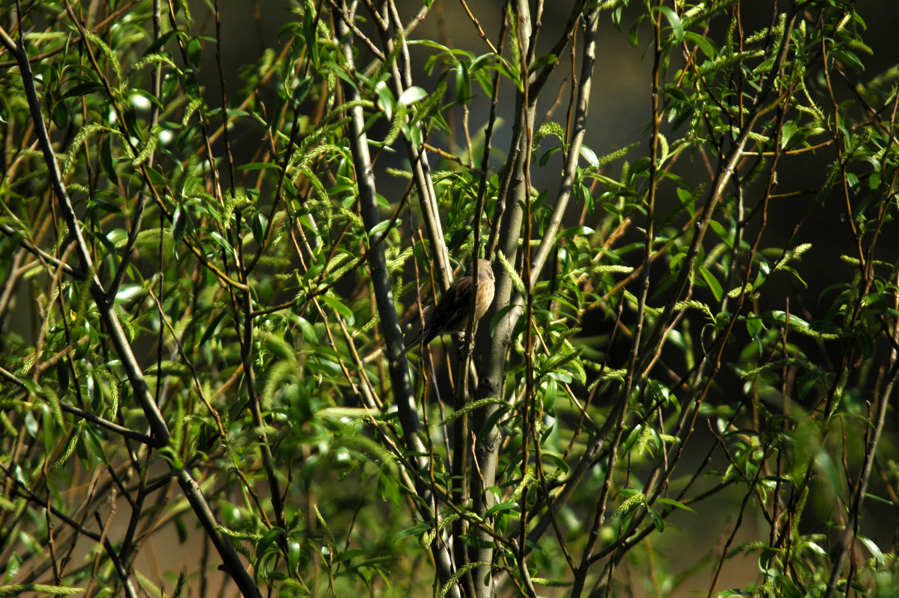 photos/wildlife/Bird_Species/154-Old_World_Warblers/7059-Common_Whitethroat/DSC_5472.JPG