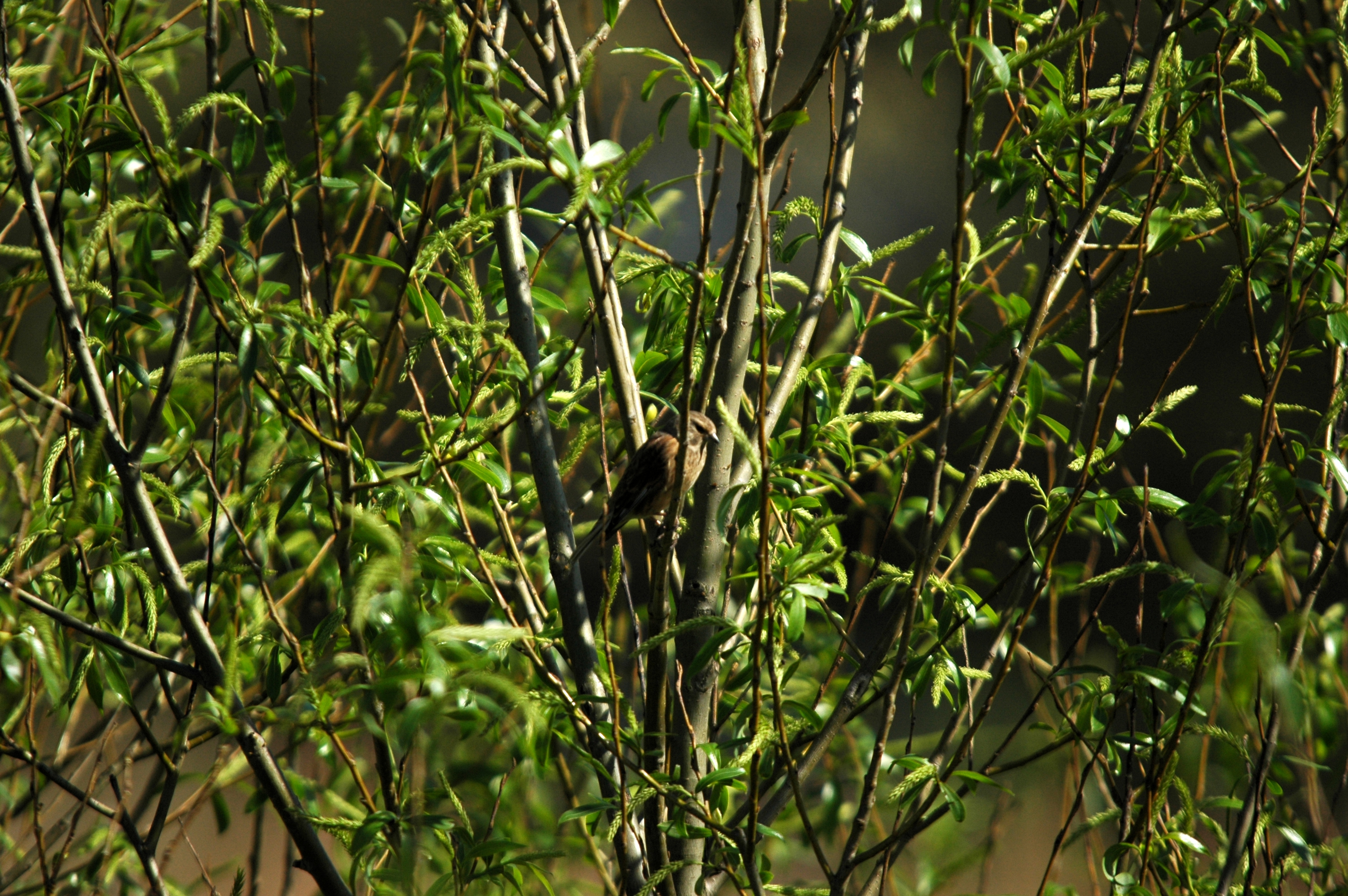 photos/wildlife/Bird_Species/154-Old_World_Warblers/7059-Common_Whitethroat/DSC_5474.JPG