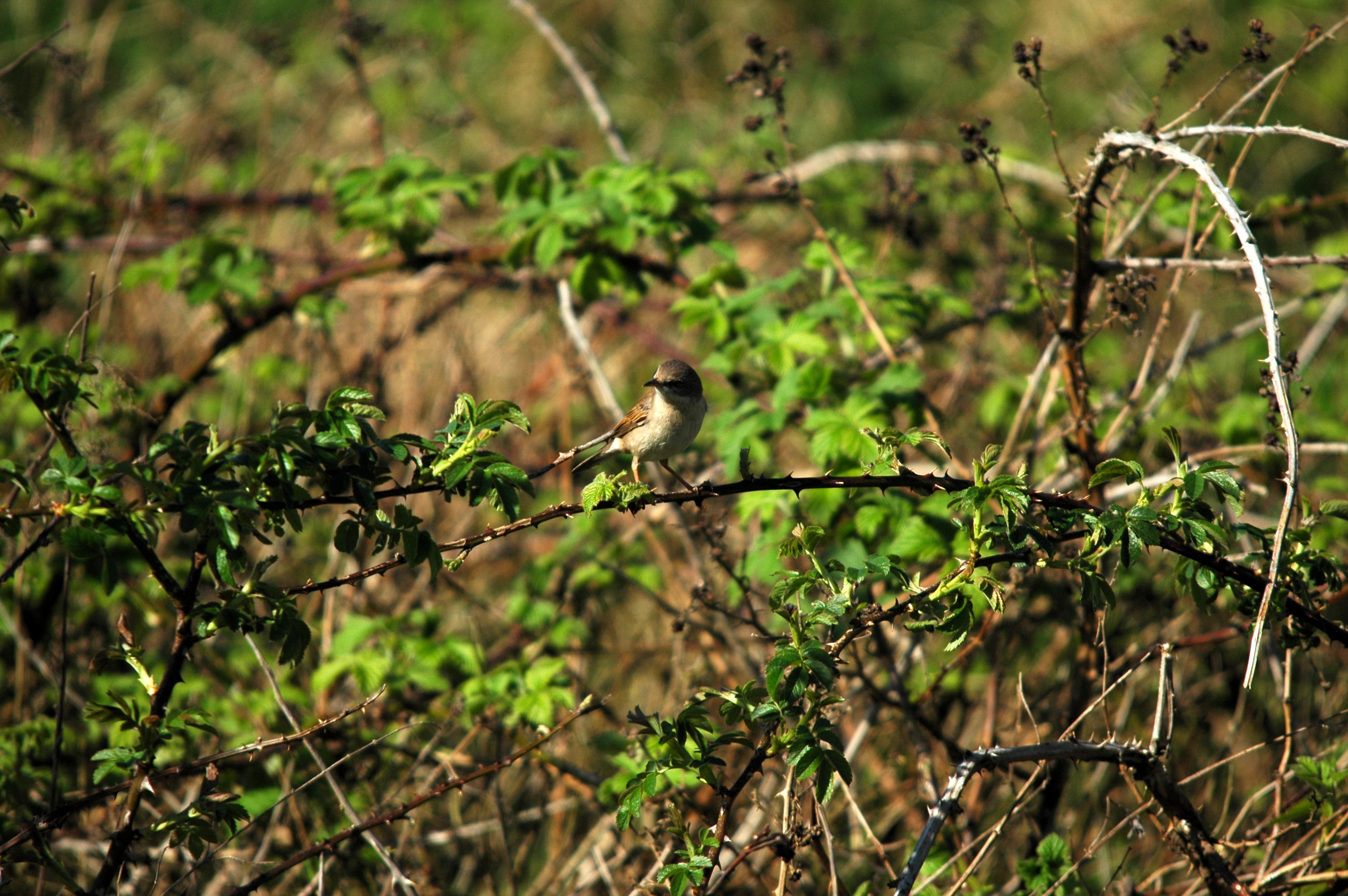 photos/wildlife/Bird_Species/154-Old_World_Warblers/7059-Common_Whitethroat/DSC_5493.JPG