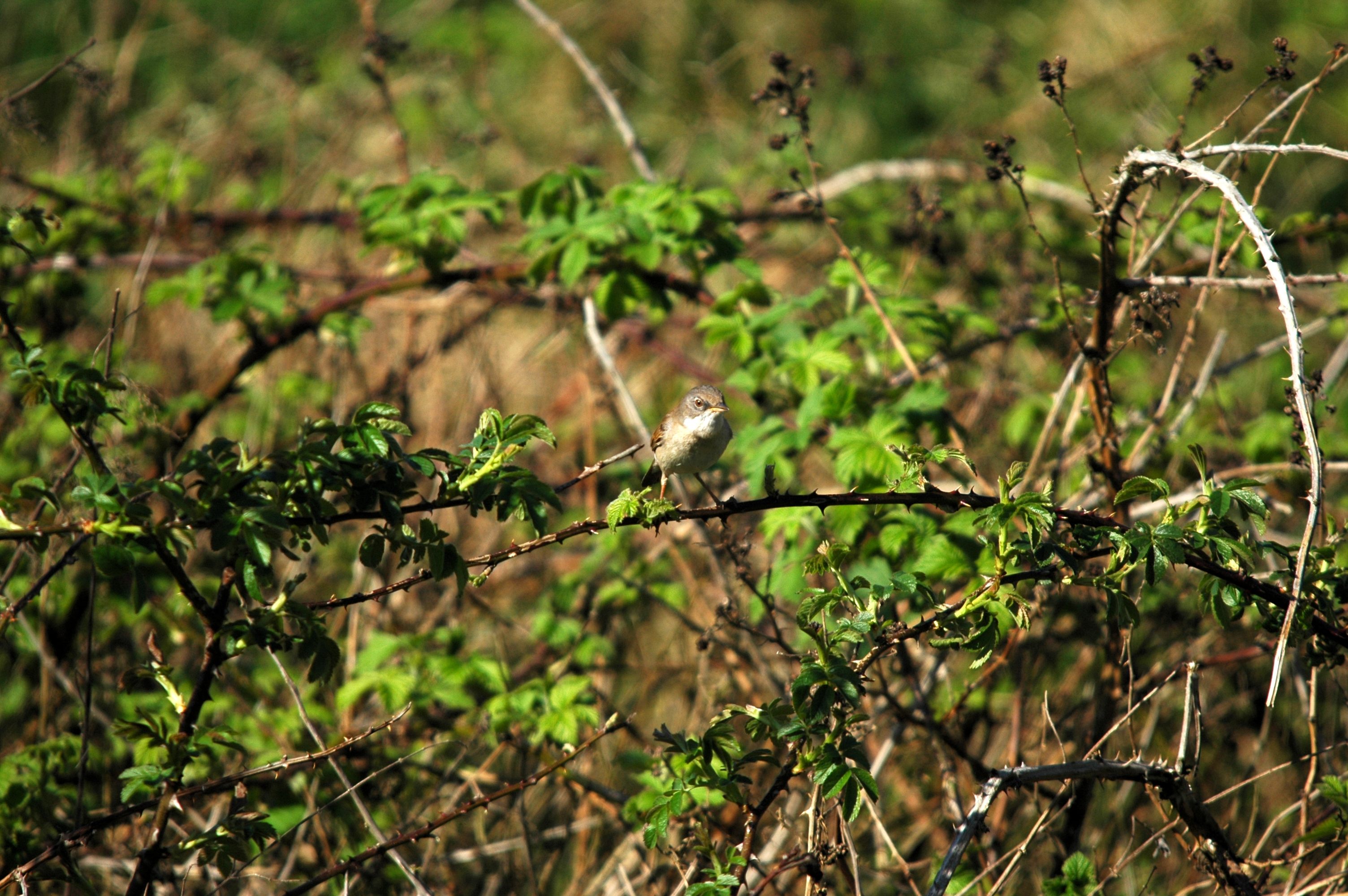 photos/wildlife/Bird_Species/154-Old_World_Warblers/7059-Common_Whitethroat/DSC_5495.JPG