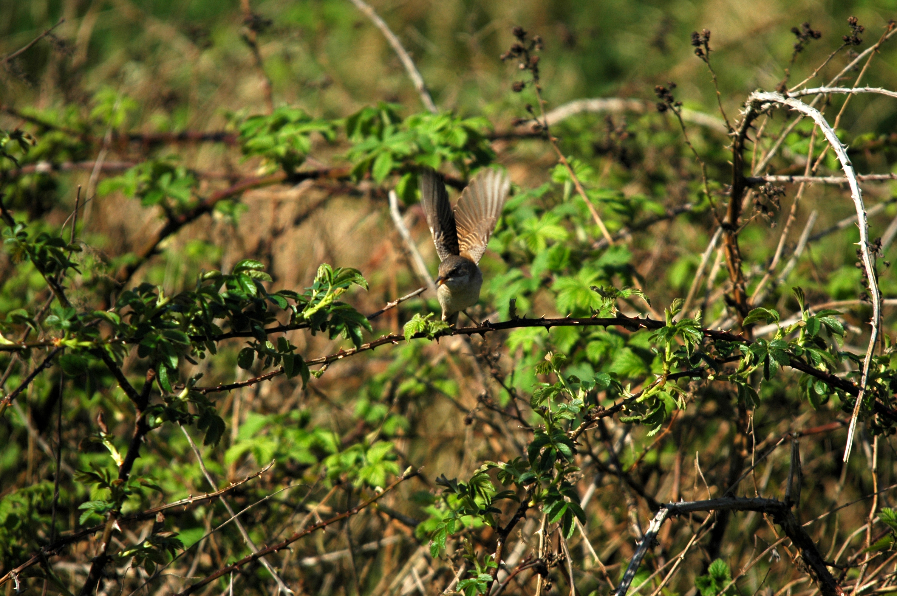 photos/wildlife/Bird_Species/154-Old_World_Warblers/7059-Common_Whitethroat/DSC_5496.JPG