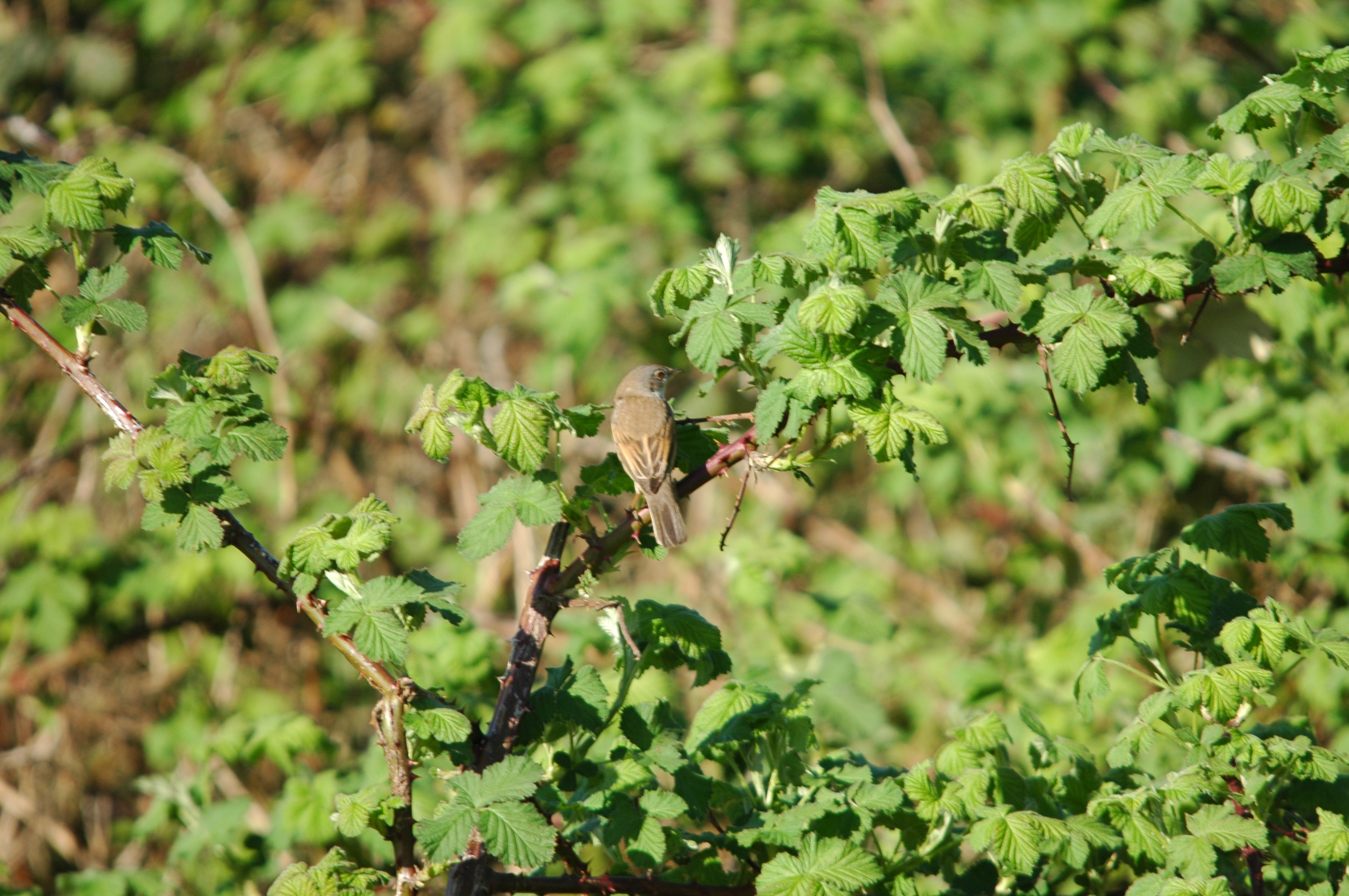 photos/wildlife/Bird_Species/154-Old_World_Warblers/7059-Common_Whitethroat/DSC_5528.JPG