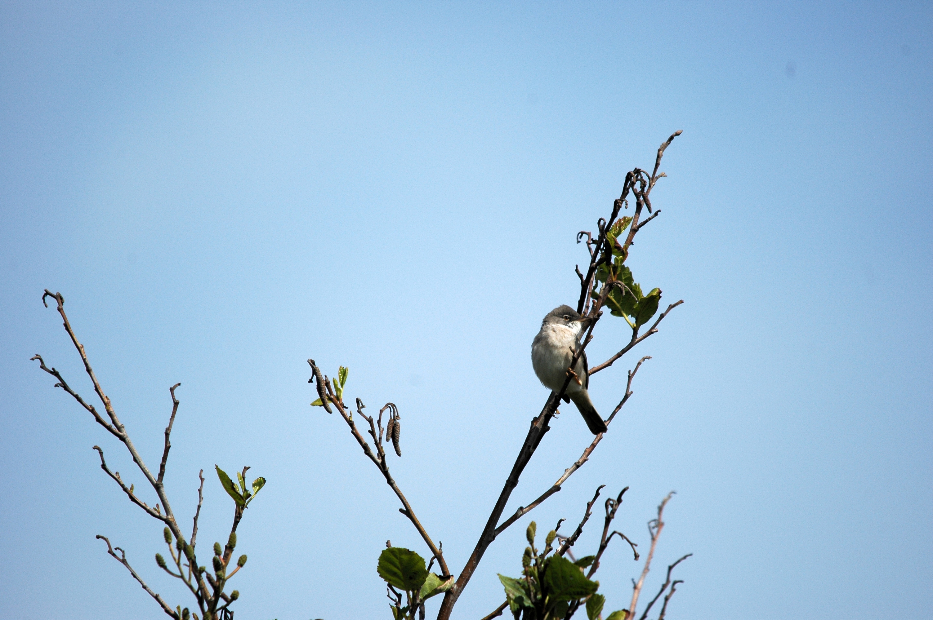 photos/wildlife/Bird_Species/154-Old_World_Warblers/7059-Common_Whitethroat/DSC_5638.JPG