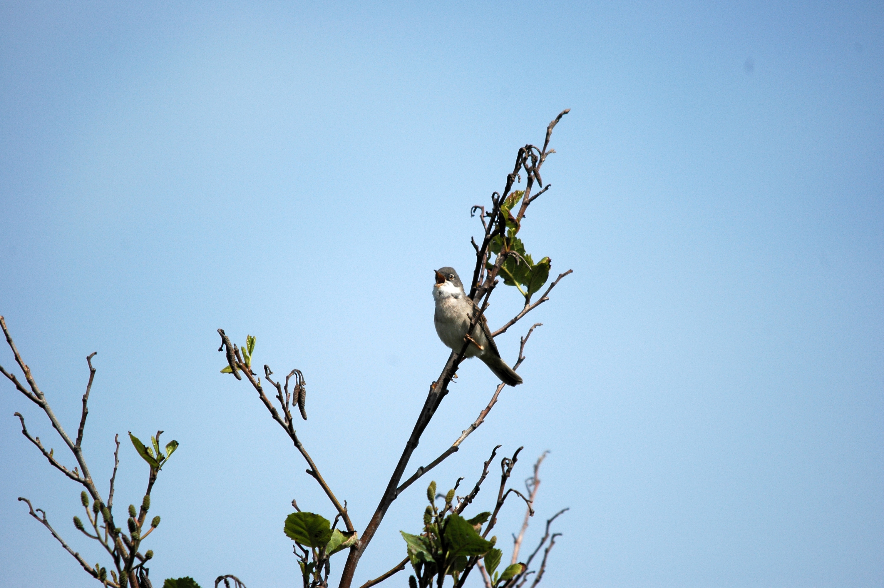 photos/wildlife/Bird_Species/154-Old_World_Warblers/7059-Common_Whitethroat/DSC_5639.JPG