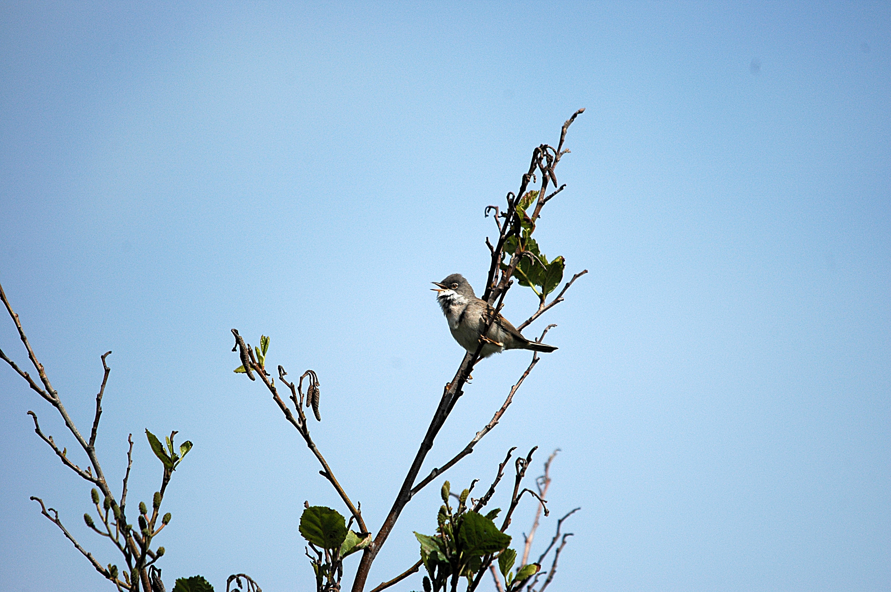 photos/wildlife/Bird_Species/154-Old_World_Warblers/7059-Common_Whitethroat/DSC_5640.JPG
