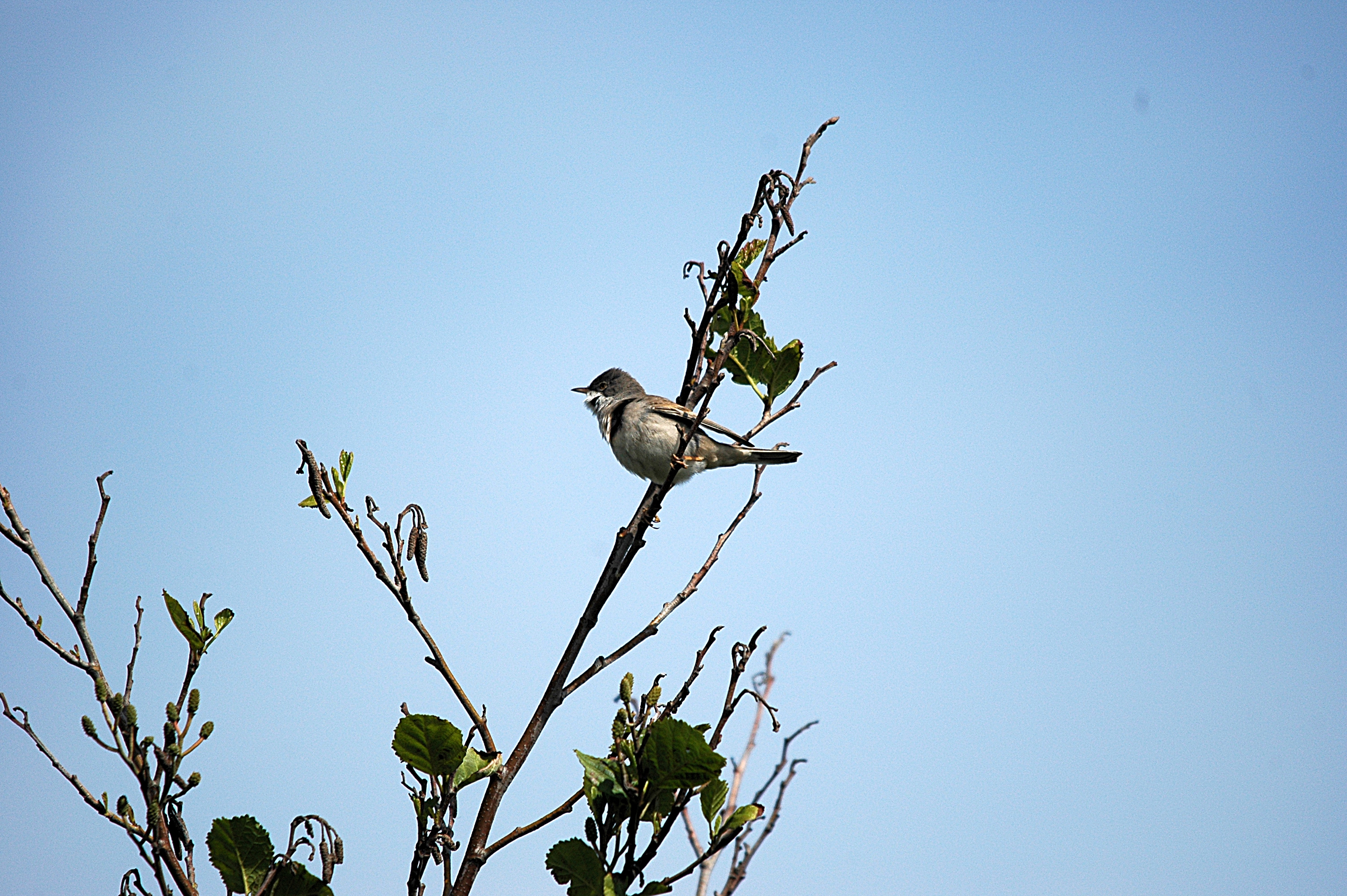 photos/wildlife/Bird_Species/154-Old_World_Warblers/7059-Common_Whitethroat/DSC_5641.JPG