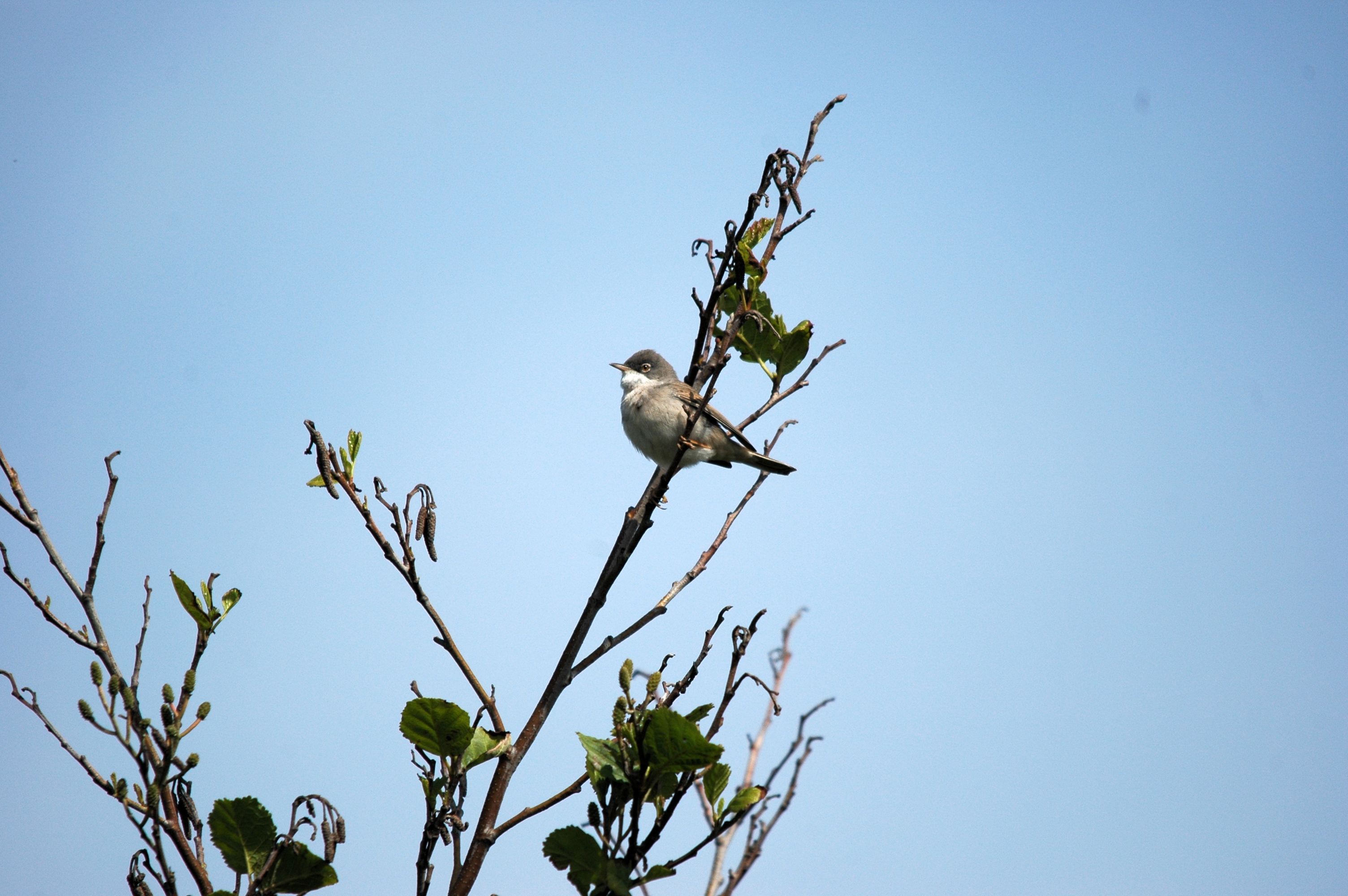photos/wildlife/Bird_Species/154-Old_World_Warblers/7059-Common_Whitethroat/DSC_5642.JPG