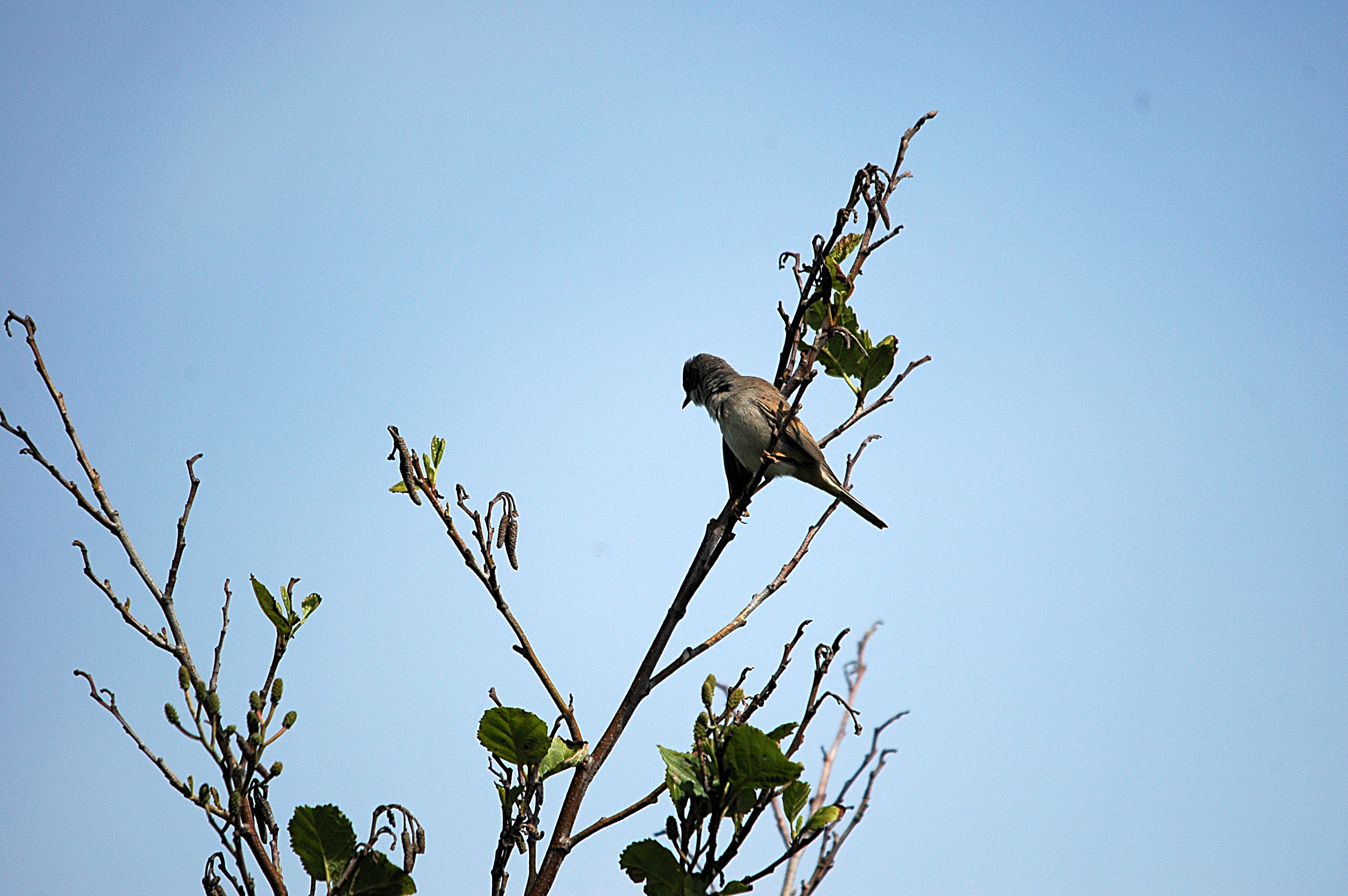 photos/wildlife/Bird_Species/154-Old_World_Warblers/7059-Common_Whitethroat/DSC_5643.JPG