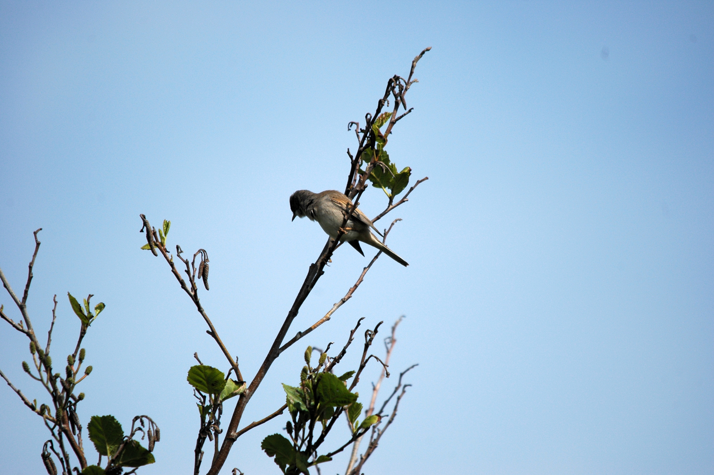photos/wildlife/Bird_Species/154-Old_World_Warblers/7059-Common_Whitethroat/DSC_5644.JPG