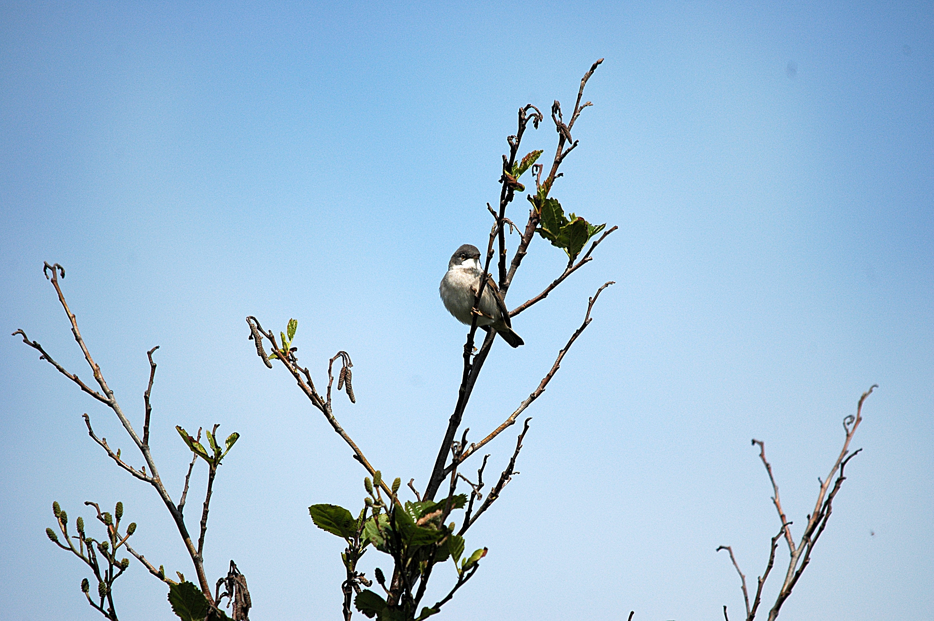 photos/wildlife/Bird_Species/154-Old_World_Warblers/7059-Common_Whitethroat/DSC_5645.JPG