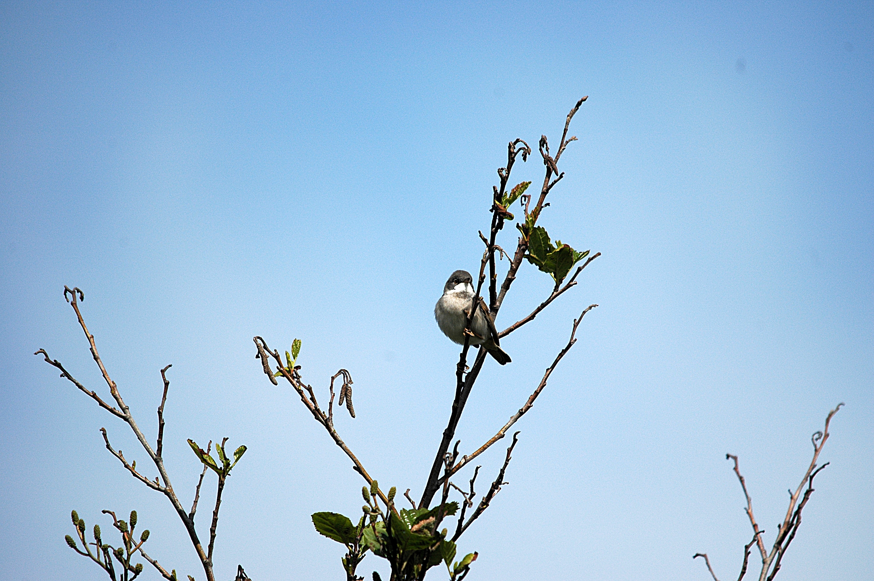 photos/wildlife/Bird_Species/154-Old_World_Warblers/7059-Common_Whitethroat/DSC_5646.JPG