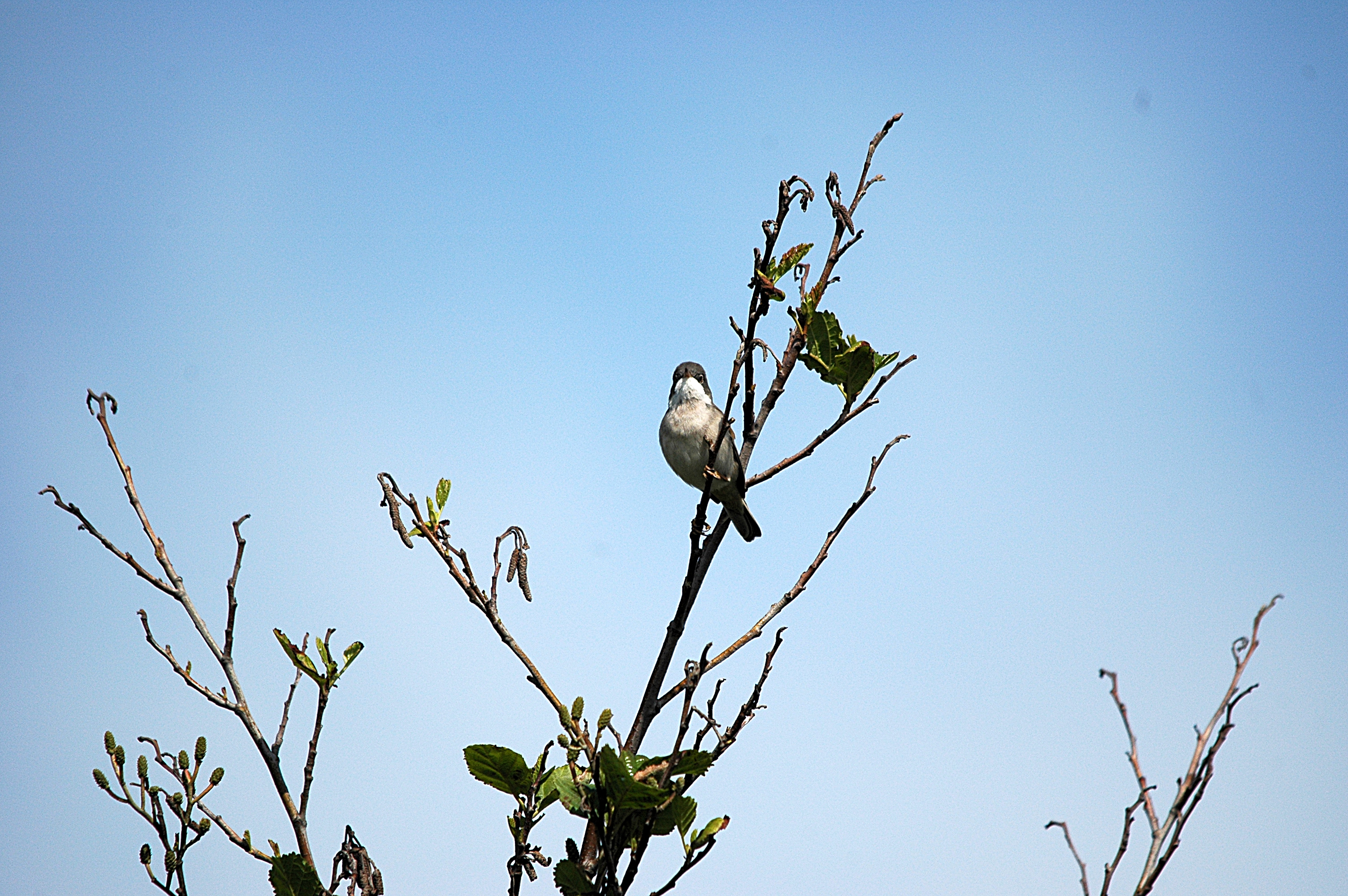 photos/wildlife/Bird_Species/154-Old_World_Warblers/7059-Common_Whitethroat/DSC_5647.JPG