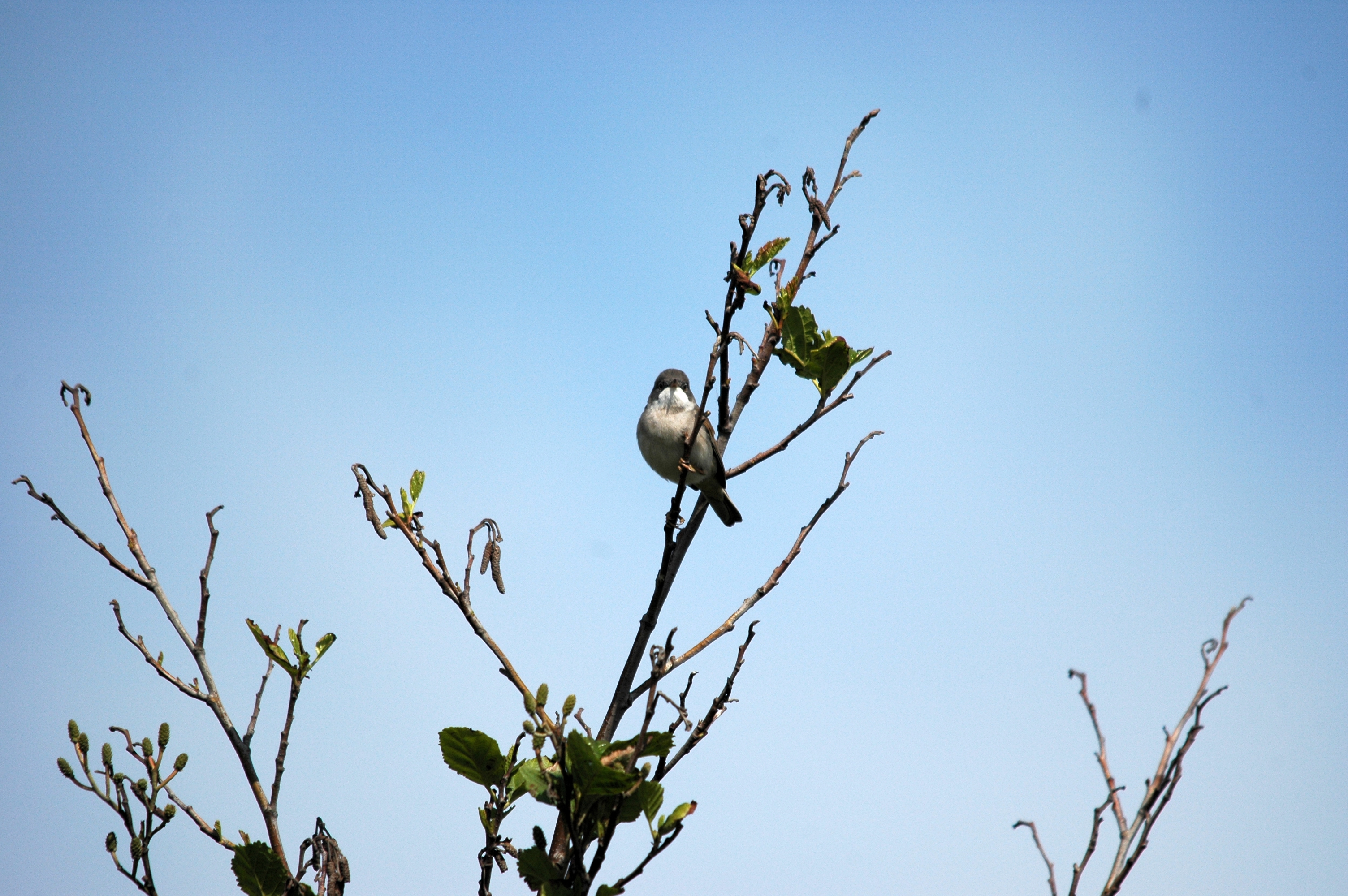 photos/wildlife/Bird_Species/154-Old_World_Warblers/7059-Common_Whitethroat/DSC_5648.JPG