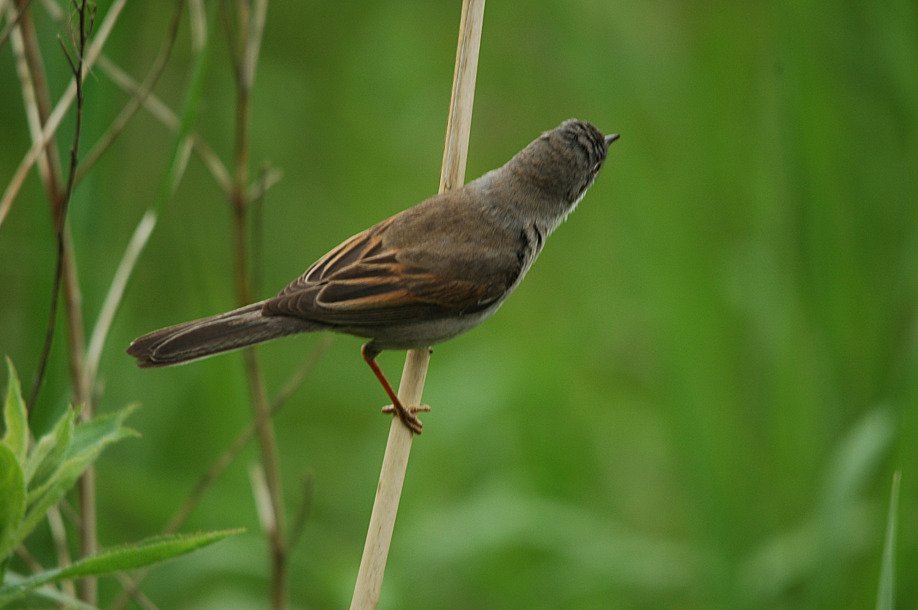 photos/wildlife/Bird_Species/154-Old_World_Warblers/7059-Common_Whitethroat/DSC_5956.JPG