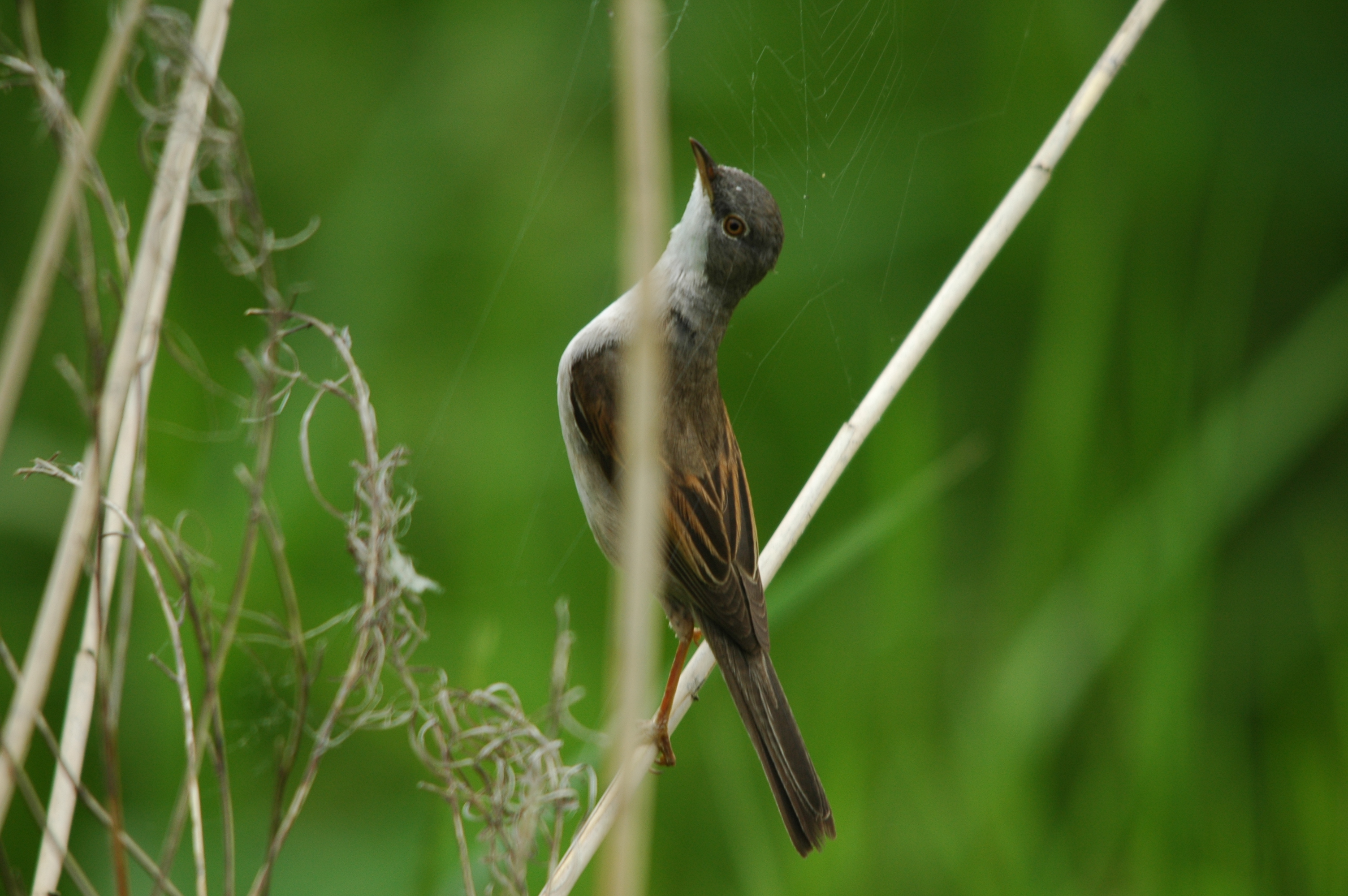 photos/wildlife/Bird_Species/154-Old_World_Warblers/7059-Common_Whitethroat/DSC_5959.JPG