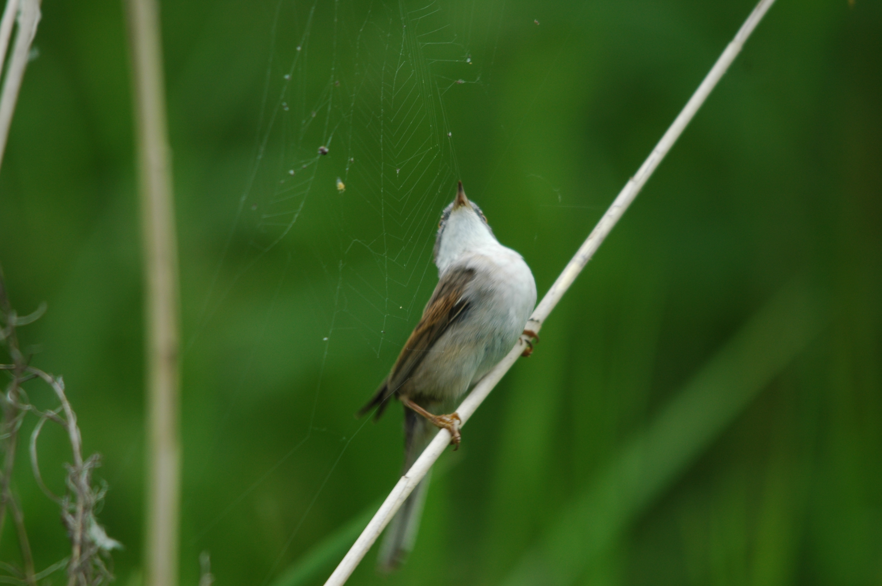 photos/wildlife/Bird_Species/154-Old_World_Warblers/7059-Common_Whitethroat/DSC_5962.JPG