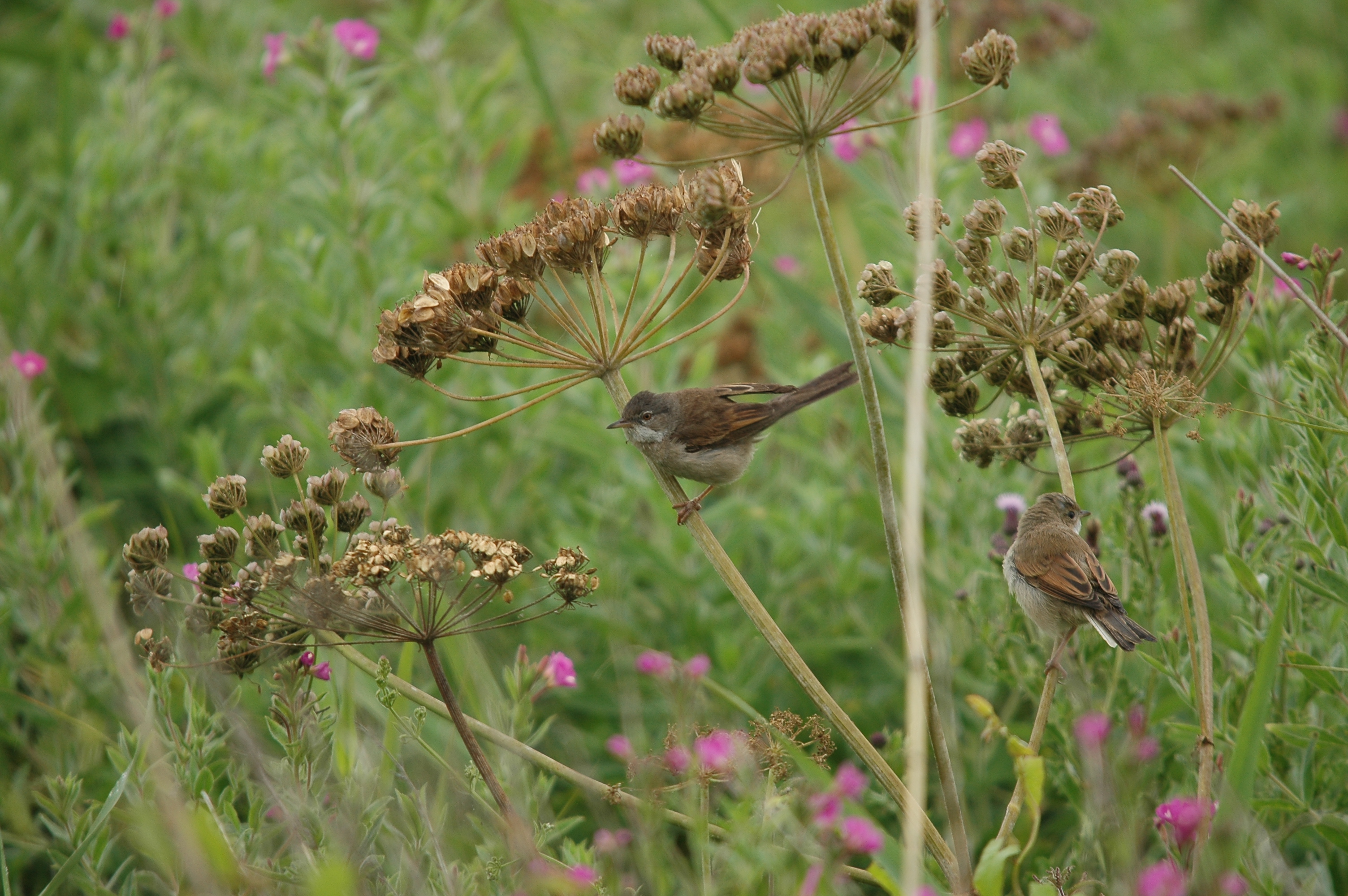 photos/wildlife/Bird_Species/154-Old_World_Warblers/7059-Common_Whitethroat/DSC_6563.JPG