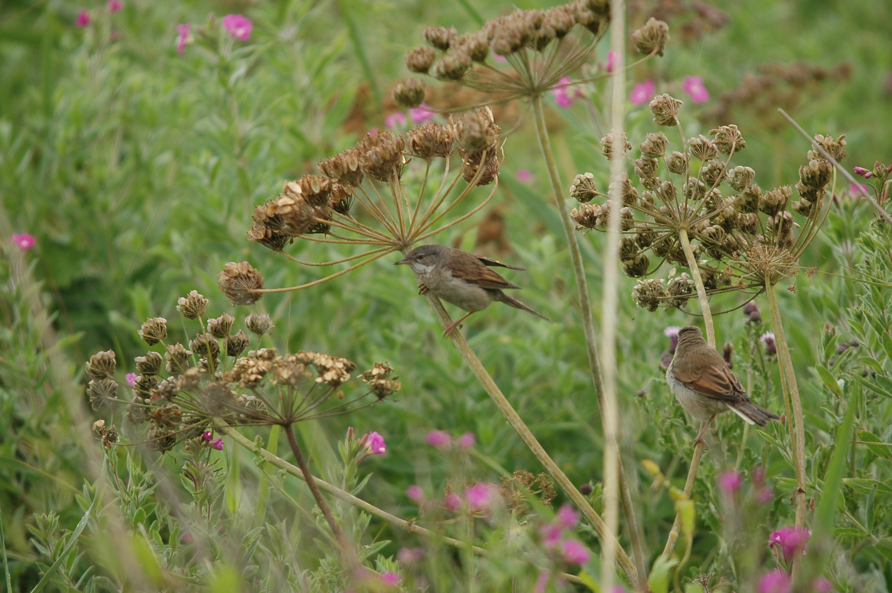 photos/wildlife/Bird_Species/154-Old_World_Warblers/7059-Common_Whitethroat/DSC_6565.JPG
