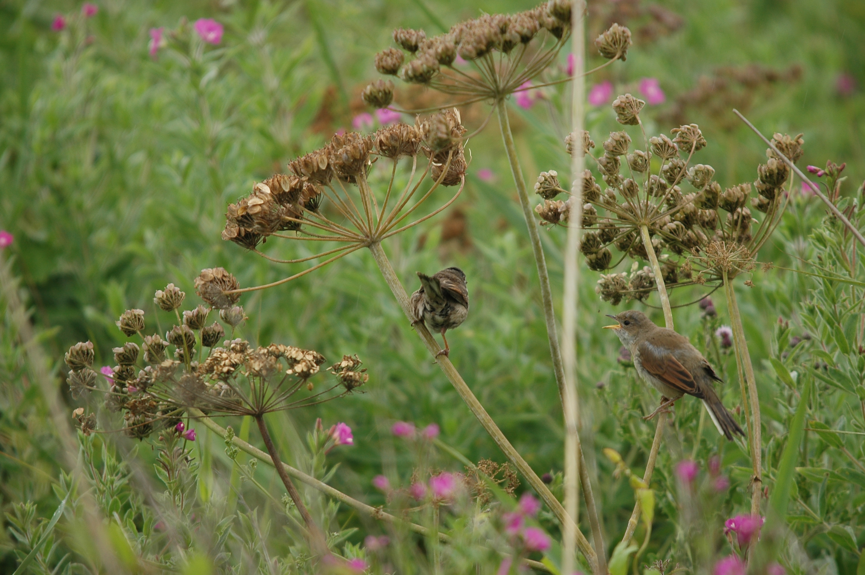 photos/wildlife/Bird_Species/154-Old_World_Warblers/7059-Common_Whitethroat/DSC_6566.JPG