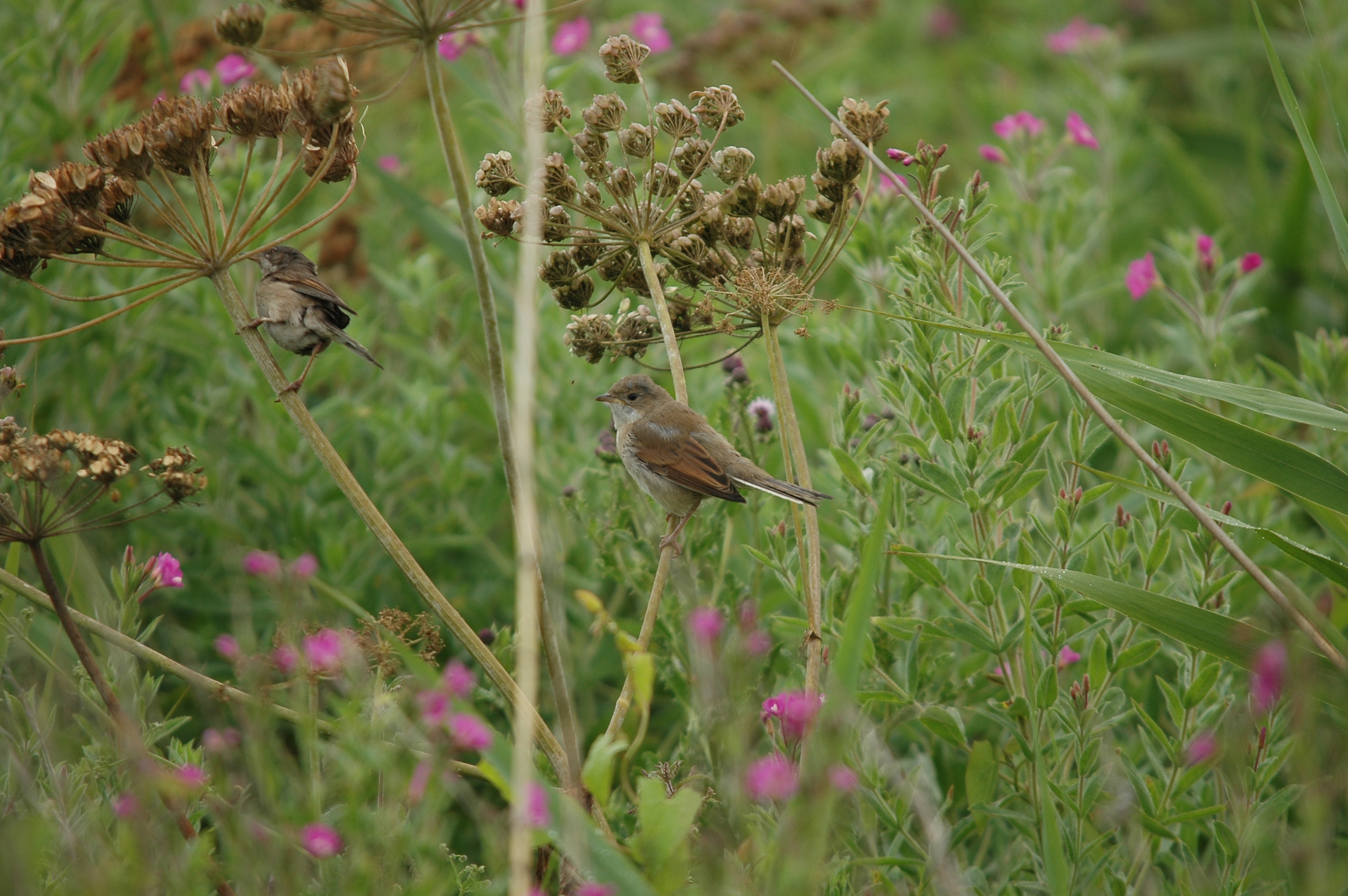 photos/wildlife/Bird_Species/154-Old_World_Warblers/7059-Common_Whitethroat/DSC_6568.JPG