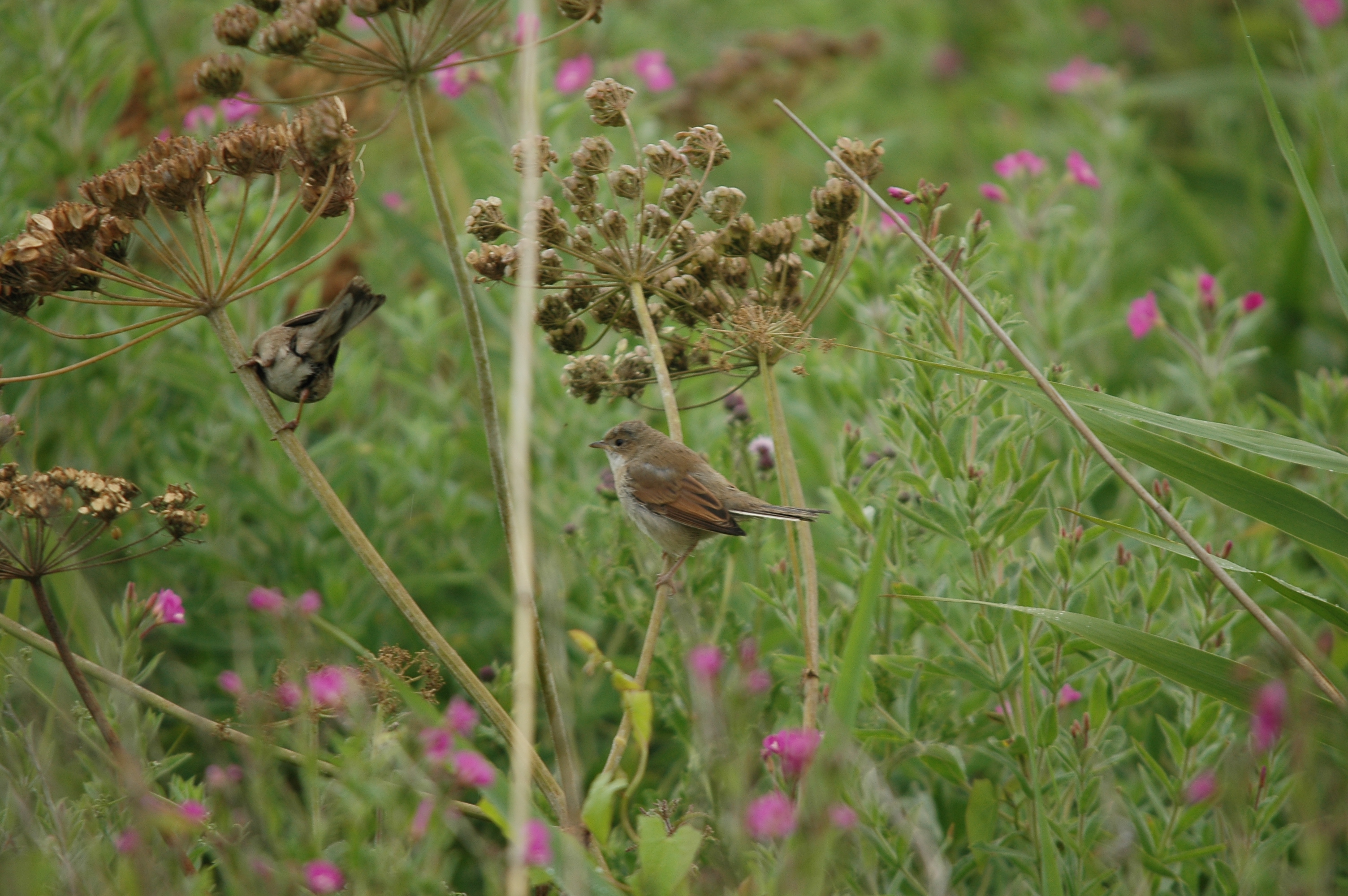 photos/wildlife/Bird_Species/154-Old_World_Warblers/7059-Common_Whitethroat/DSC_6569.JPG