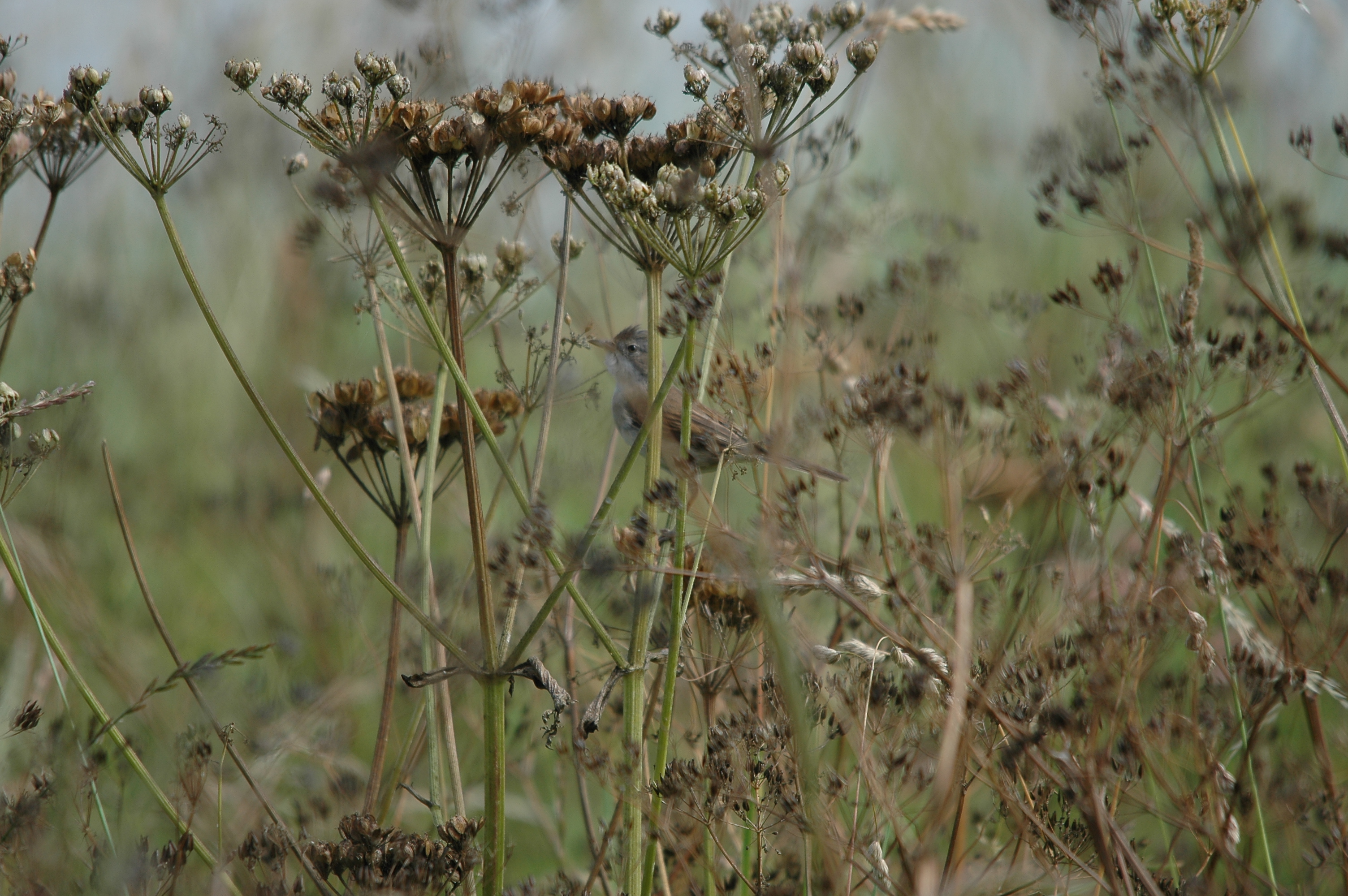 photos/wildlife/Bird_Species/154-Old_World_Warblers/7059-Common_Whitethroat/DSC_6586.JPG