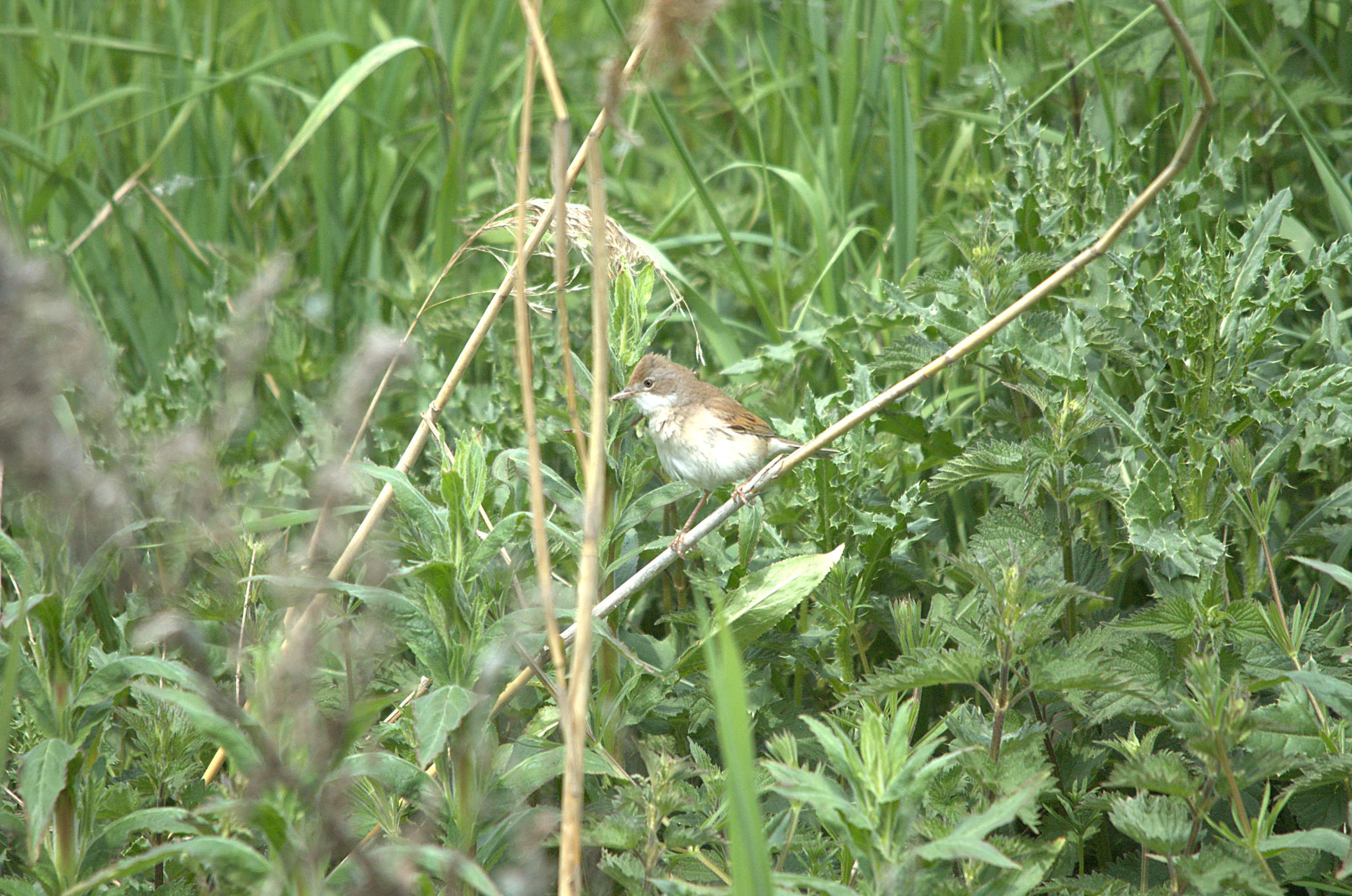 photos/wildlife/Bird_Species/154-Old_World_Warblers/7059-Common_Whitethroat/dsc_2150.jpg