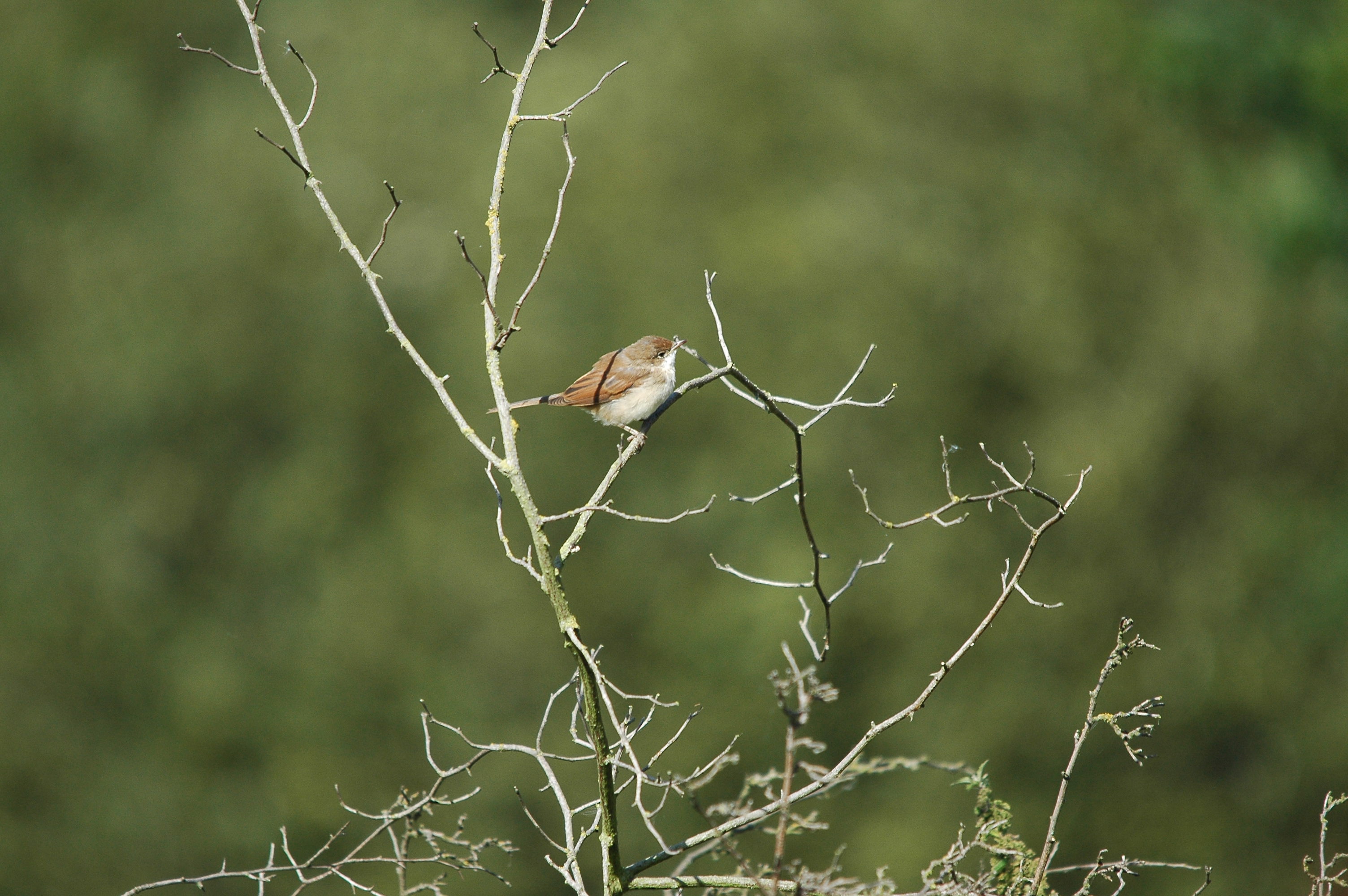 photos/wildlife/Bird_Species/154-Old_World_Warblers/7059-Common_Whitethroat/dsc_3176.jpg