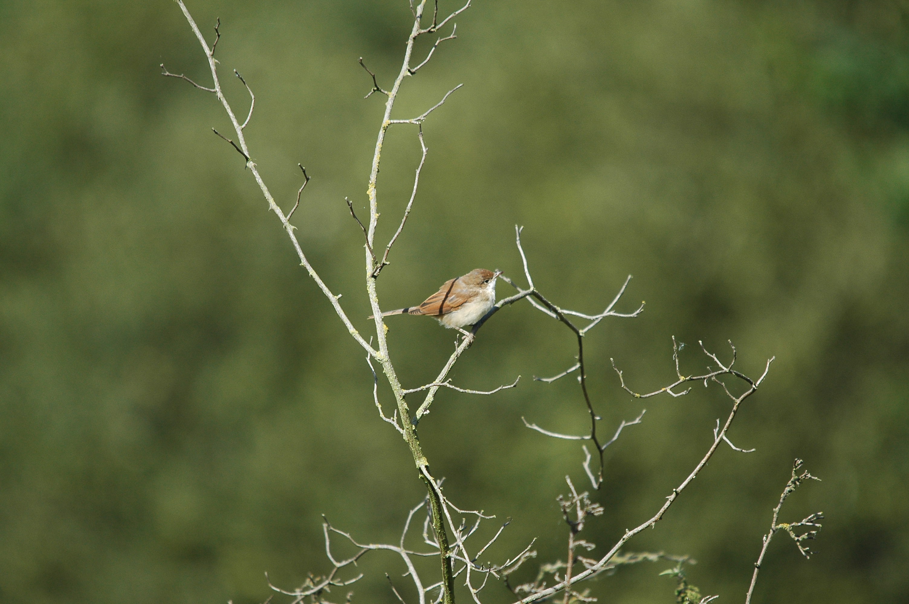photos/wildlife/Bird_Species/154-Old_World_Warblers/7059-Common_Whitethroat/dsc_3178.jpg