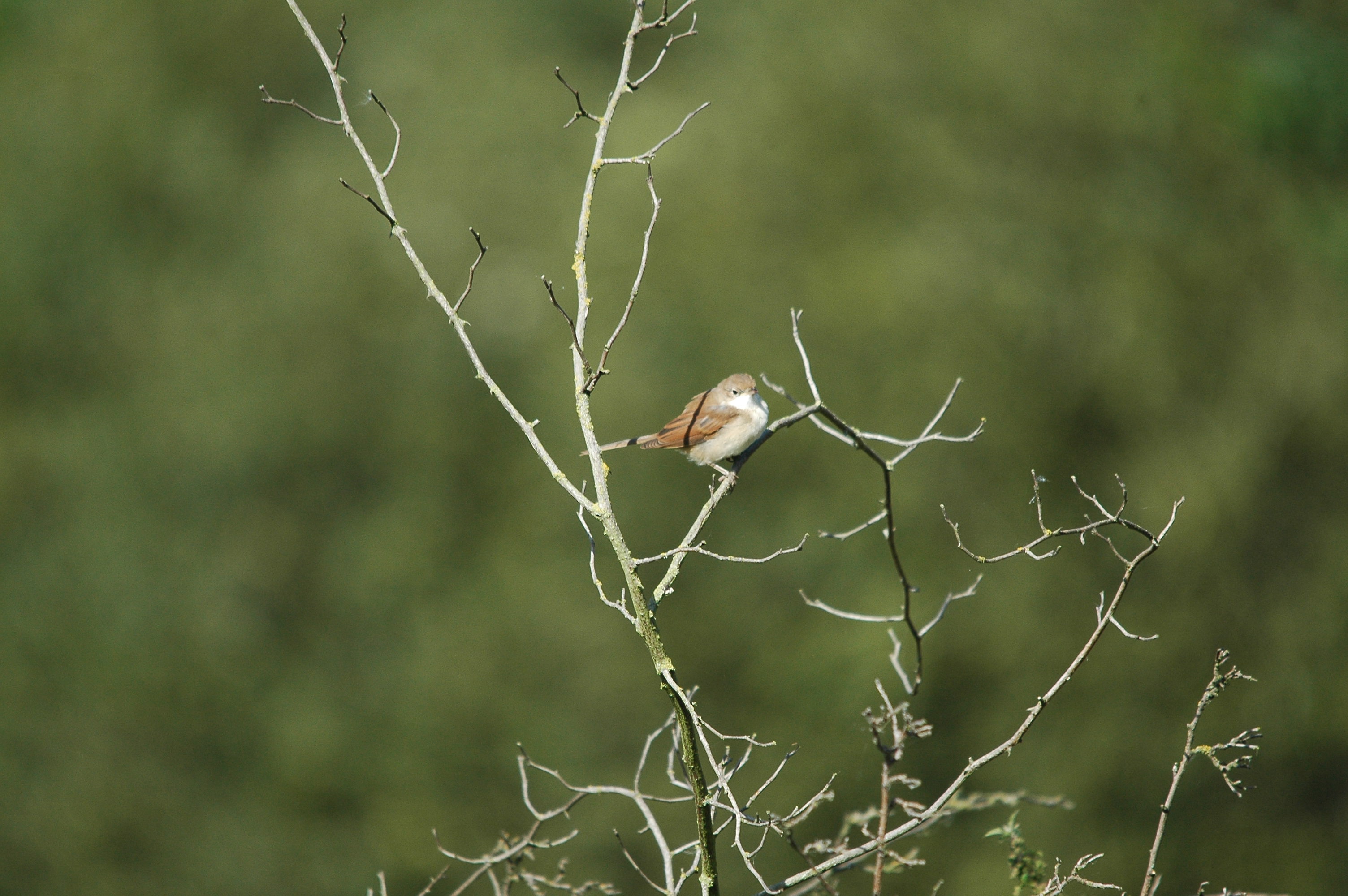 photos/wildlife/Bird_Species/154-Old_World_Warblers/7059-Common_Whitethroat/dsc_3179.jpg