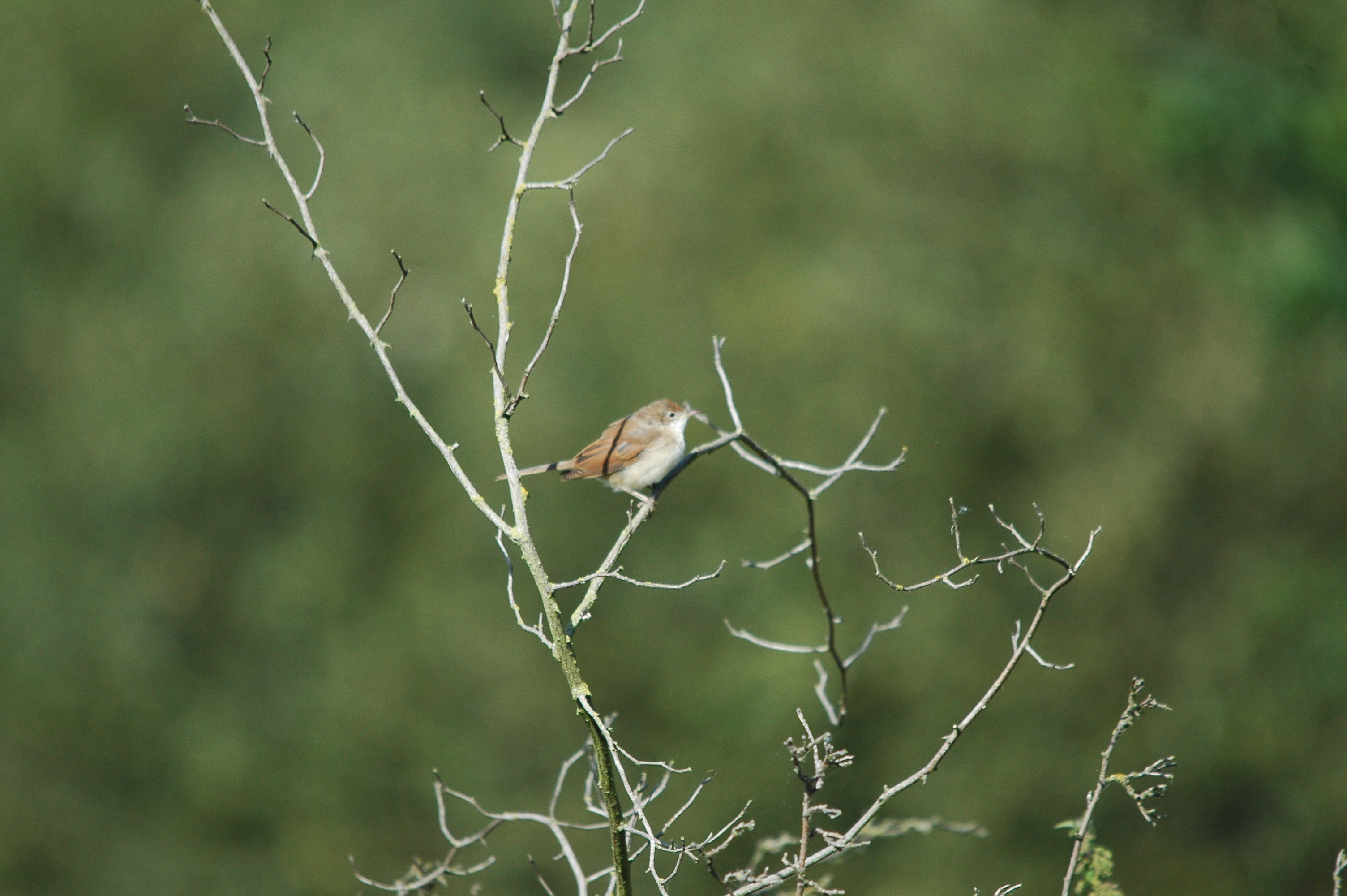 photos/wildlife/Bird_Species/154-Old_World_Warblers/7059-Common_Whitethroat/dsc_3180.jpg