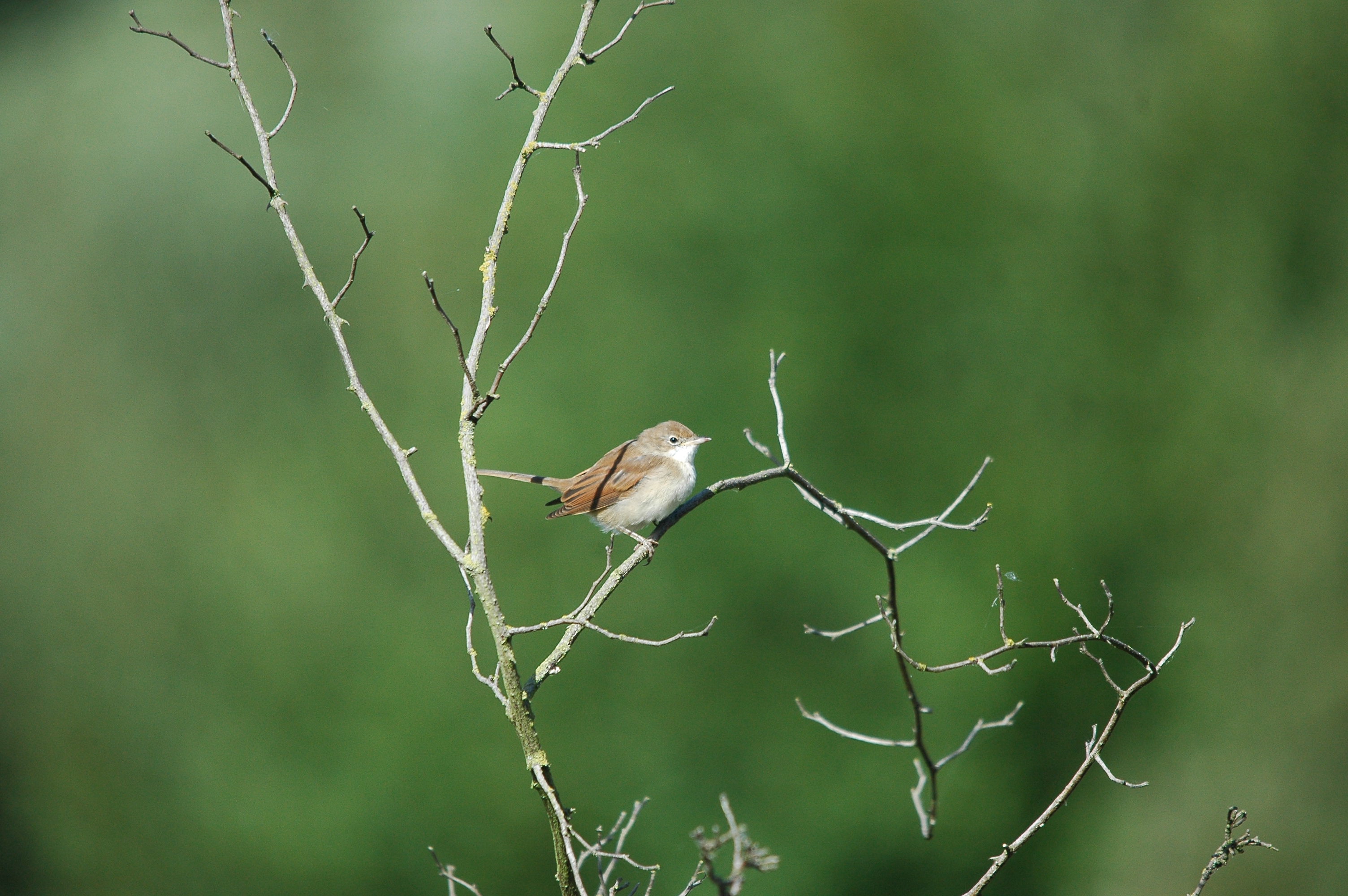 photos/wildlife/Bird_Species/154-Old_World_Warblers/7059-Common_Whitethroat/dsc_3181.jpg
