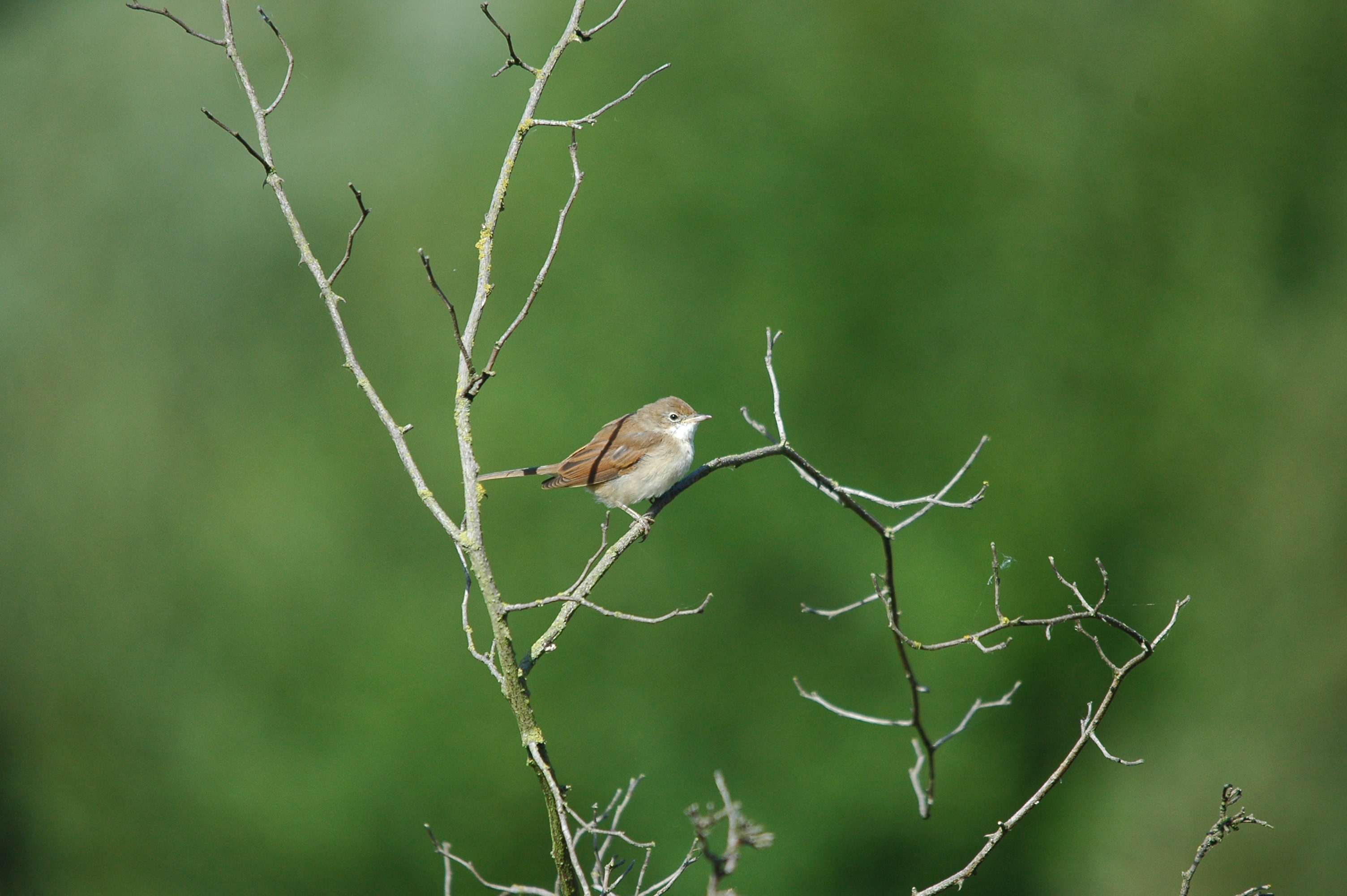 photos/wildlife/Bird_Species/154-Old_World_Warblers/7059-Common_Whitethroat/dsc_3182.jpg