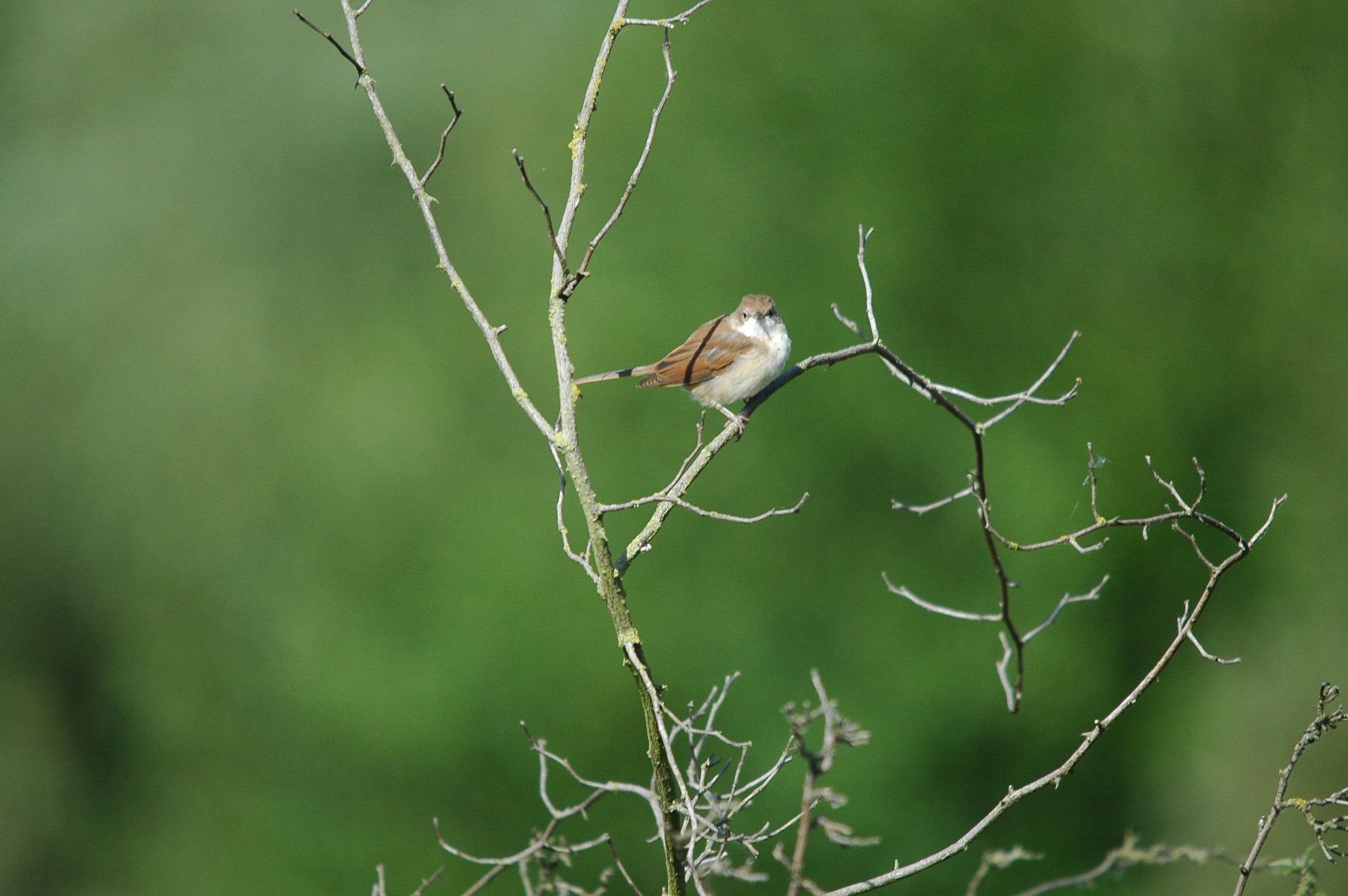 photos/wildlife/Bird_Species/154-Old_World_Warblers/7059-Common_Whitethroat/dsc_3183.jpg