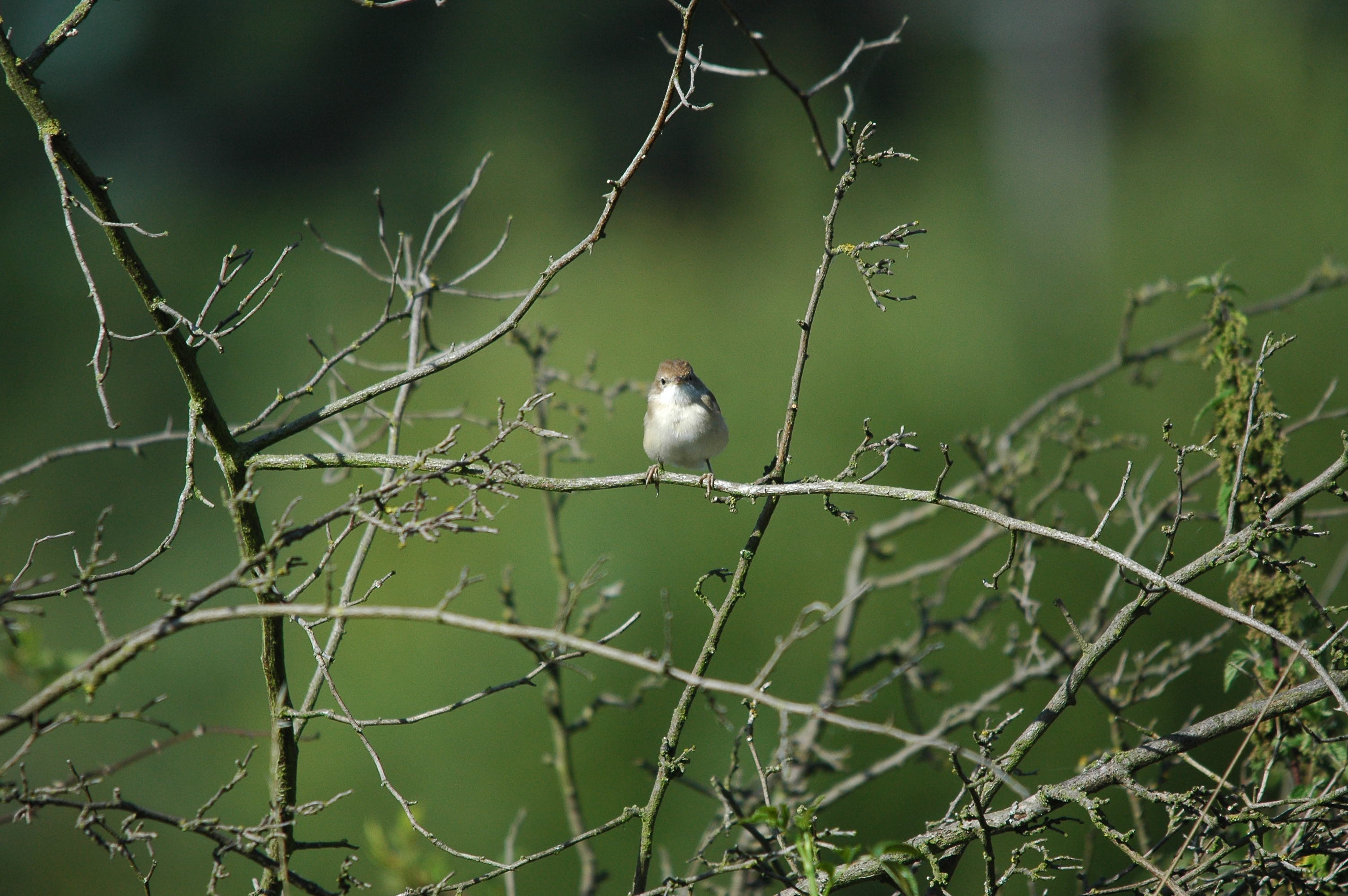photos/wildlife/Bird_Species/154-Old_World_Warblers/7059-Common_Whitethroat/dsc_3184.jpg