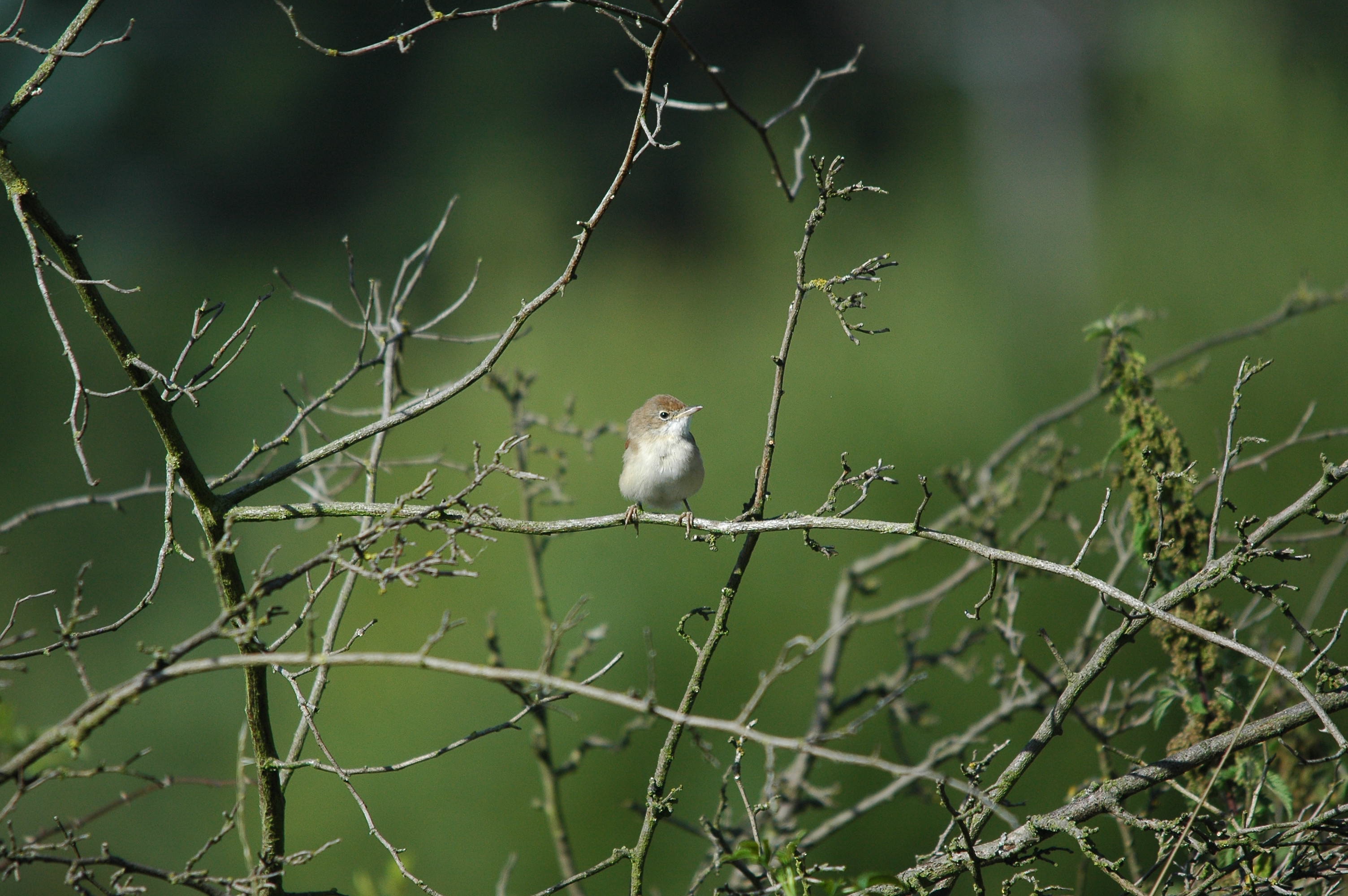 photos/wildlife/Bird_Species/154-Old_World_Warblers/7059-Common_Whitethroat/dsc_3186.jpg