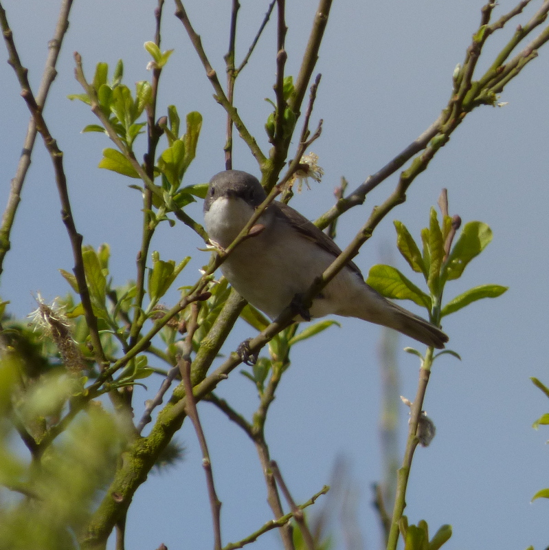 photos/wildlife/Bird_Species/154-Old_World_Warblers/7060-Lesser_Whitethroat/LesserWhitethroat01.jpg
