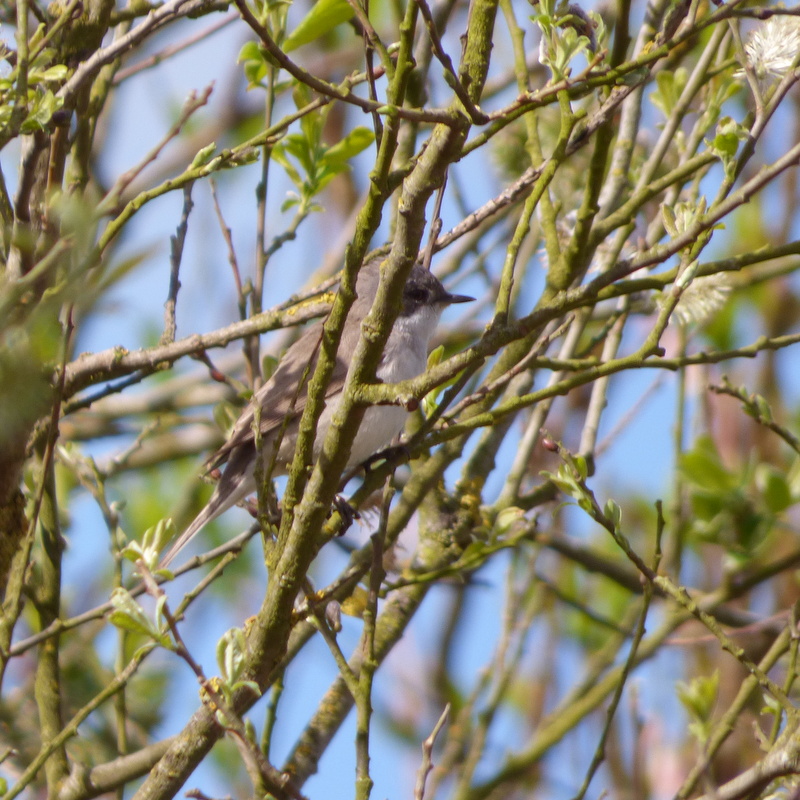 photos/wildlife/Bird_Species/154-Old_World_Warblers/7060-Lesser_Whitethroat/LesserWhitethroat02.jpg