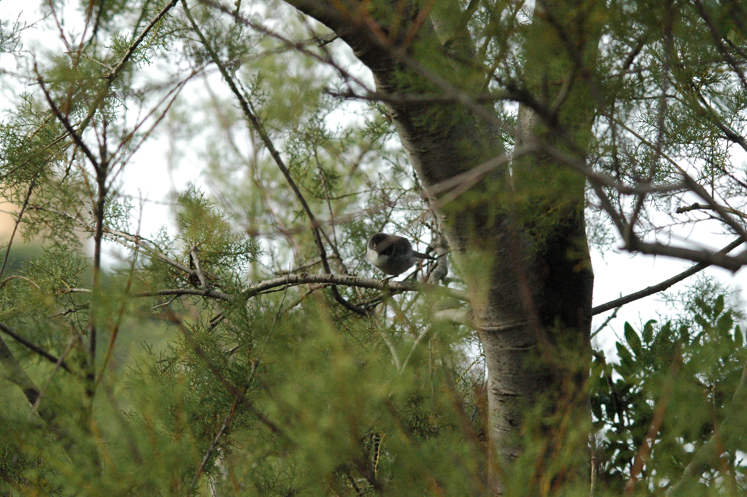 photos/wildlife/Bird_Species/154-Old_World_Warblers/7068-Sardinian_Warbler/20090927-Spain-01.jpg