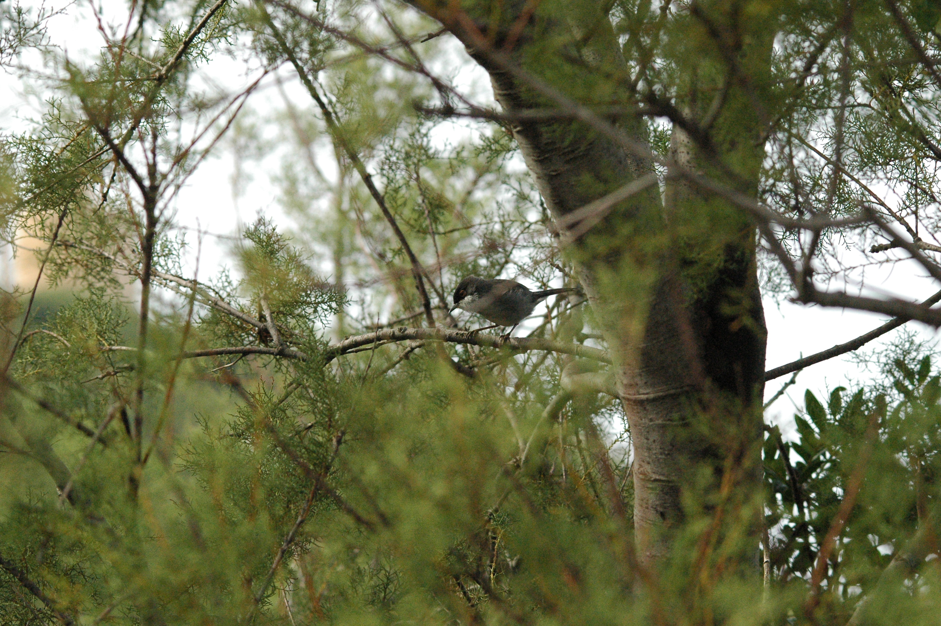 photos/wildlife/Bird_Species/154-Old_World_Warblers/7068-Sardinian_Warbler/20090927-Spain-03.jpg