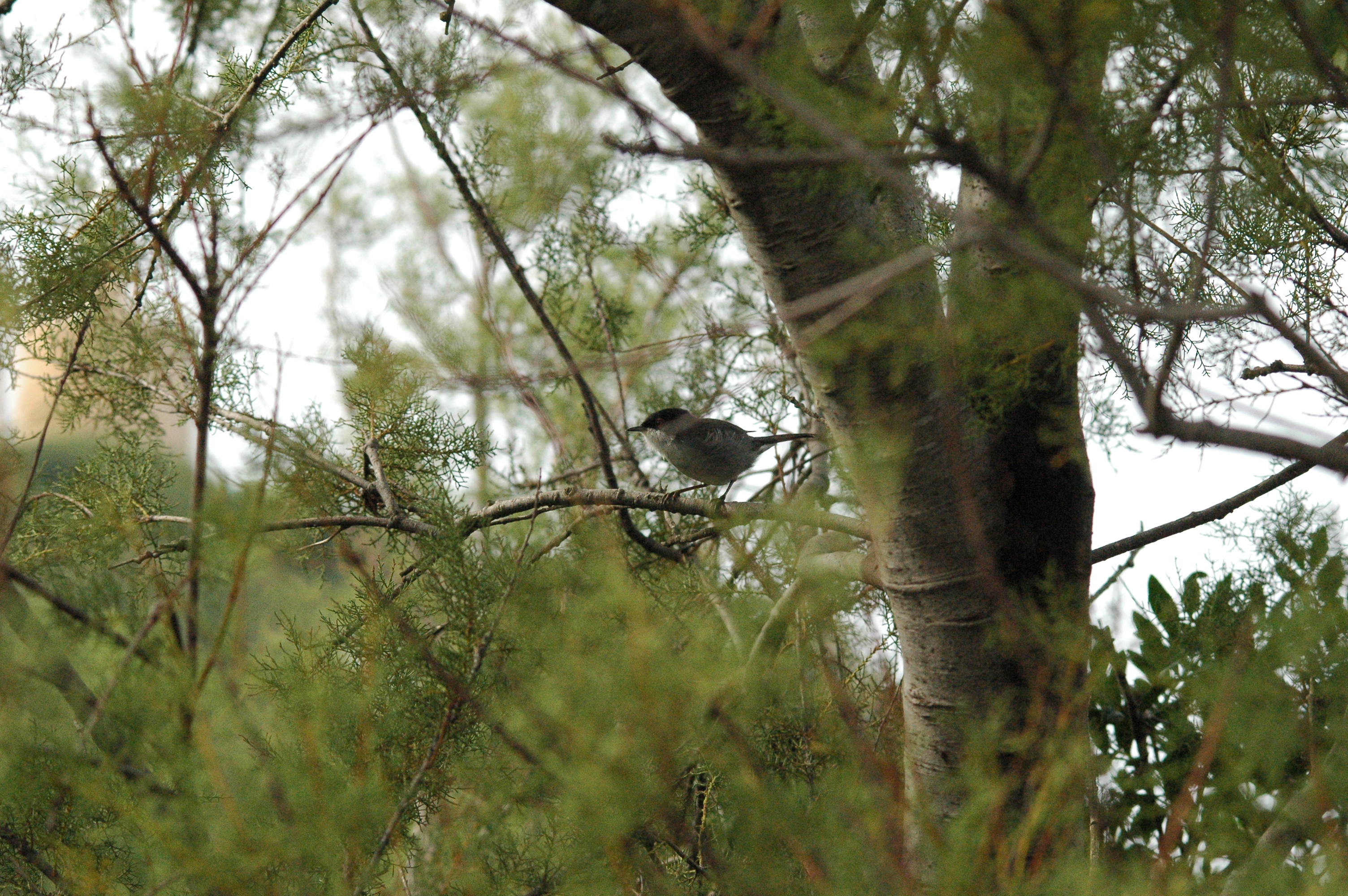 photos/wildlife/Bird_Species/154-Old_World_Warblers/7068-Sardinian_Warbler/20090927-Spain-04.jpg