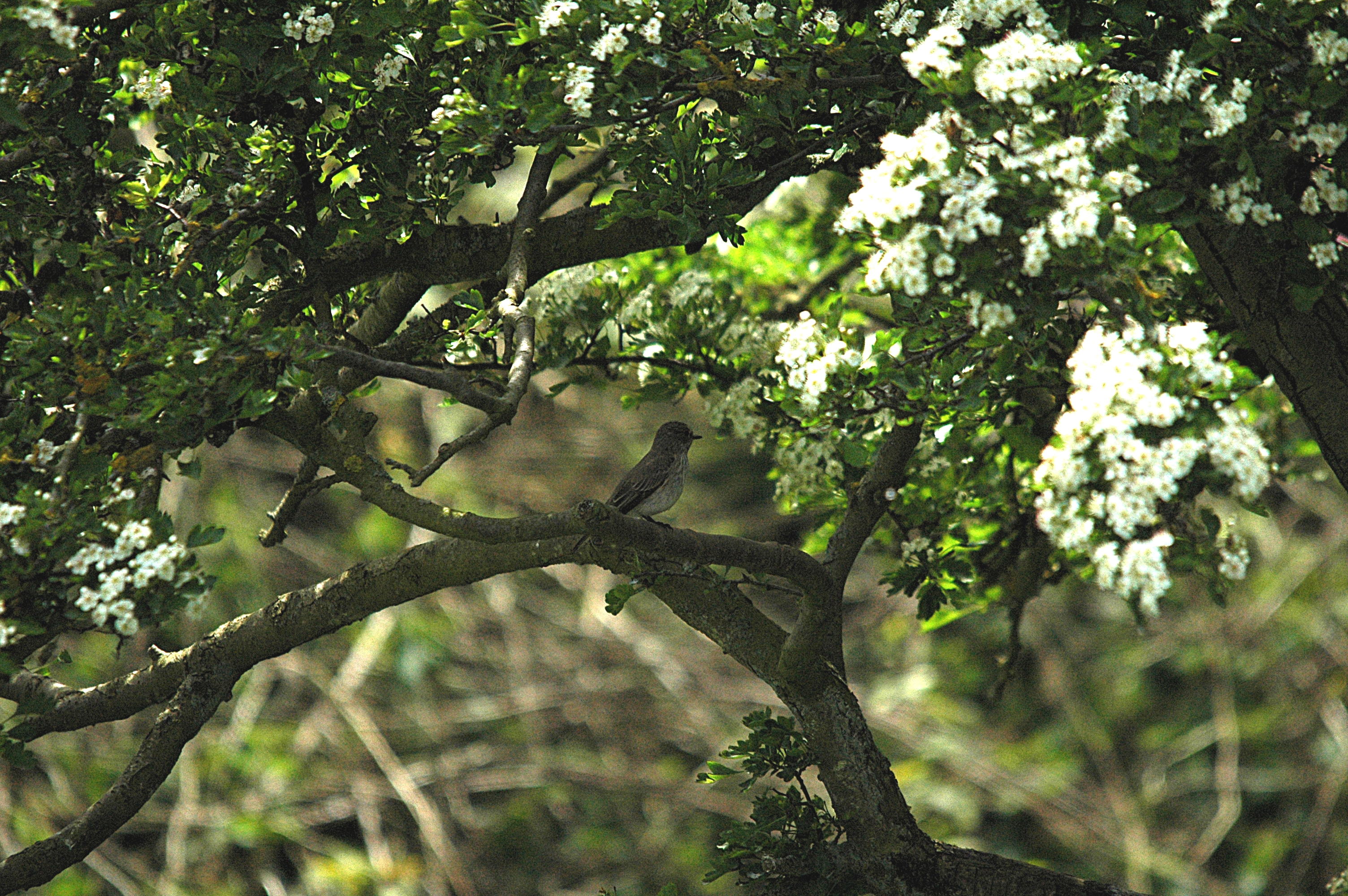 photos/wildlife/Bird_Species/156-Old_World_Flycatchers/7111-Spotted_Flycatcher/DSC_5794.JPG