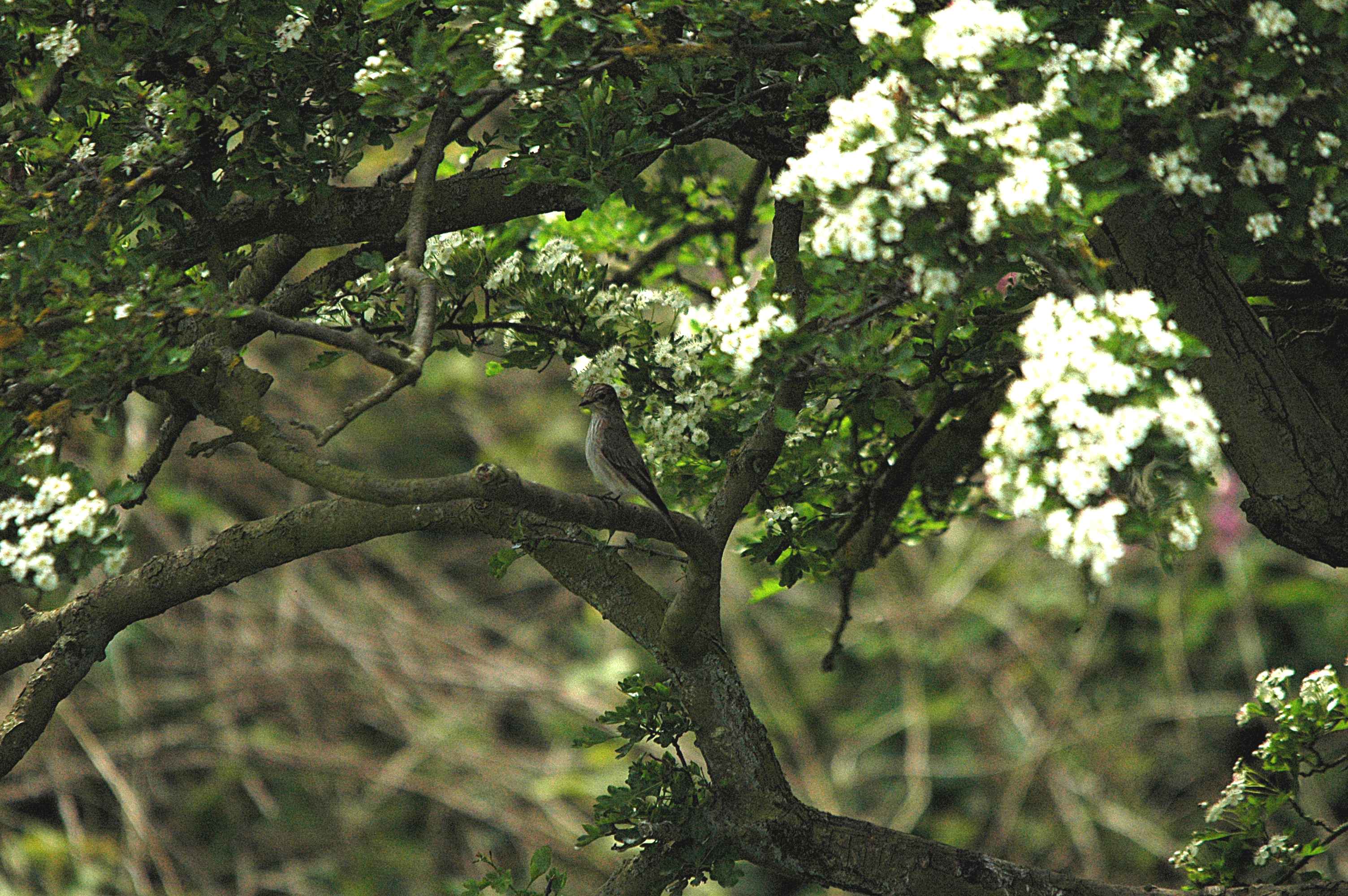photos/wildlife/Bird_Species/156-Old_World_Flycatchers/7111-Spotted_Flycatcher/DSC_5796.JPG