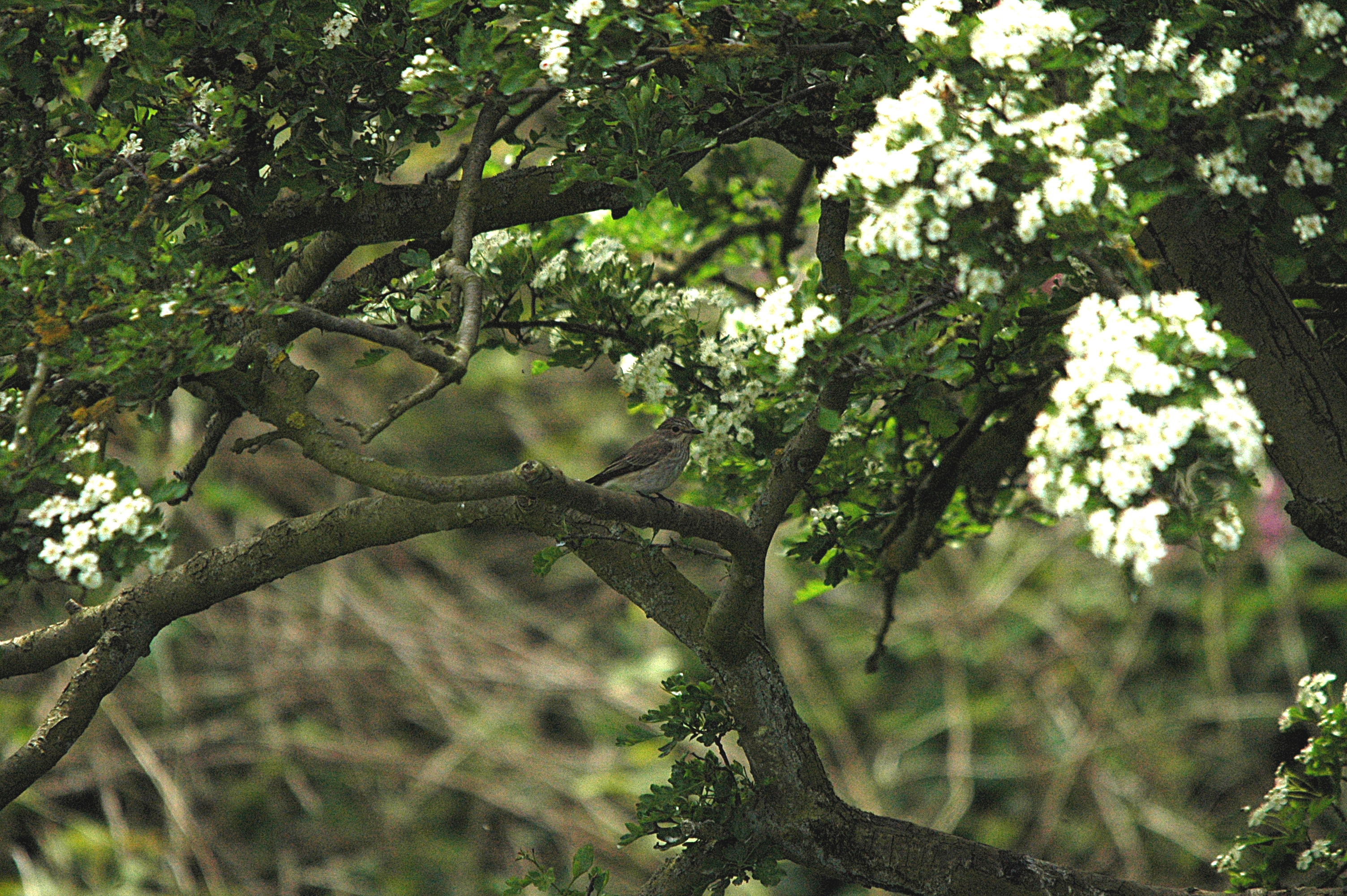 photos/wildlife/Bird_Species/156-Old_World_Flycatchers/7111-Spotted_Flycatcher/DSC_5798.JPG
